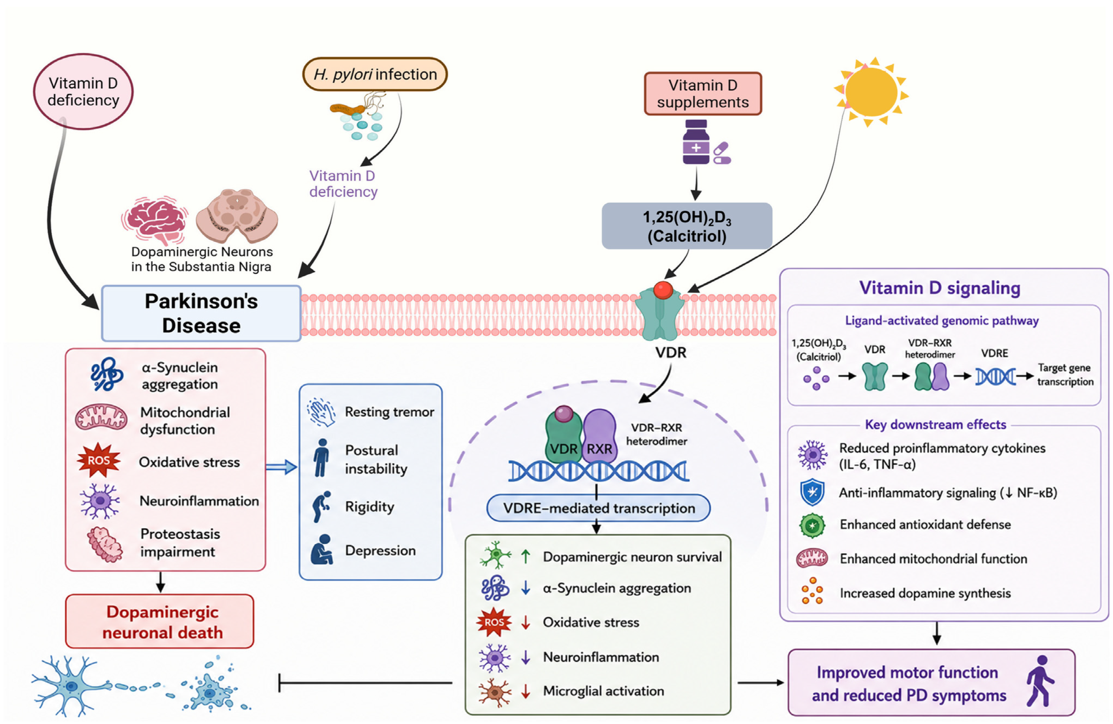 Nutrients 18 02082 g003 Nutrients 18 02082 g003