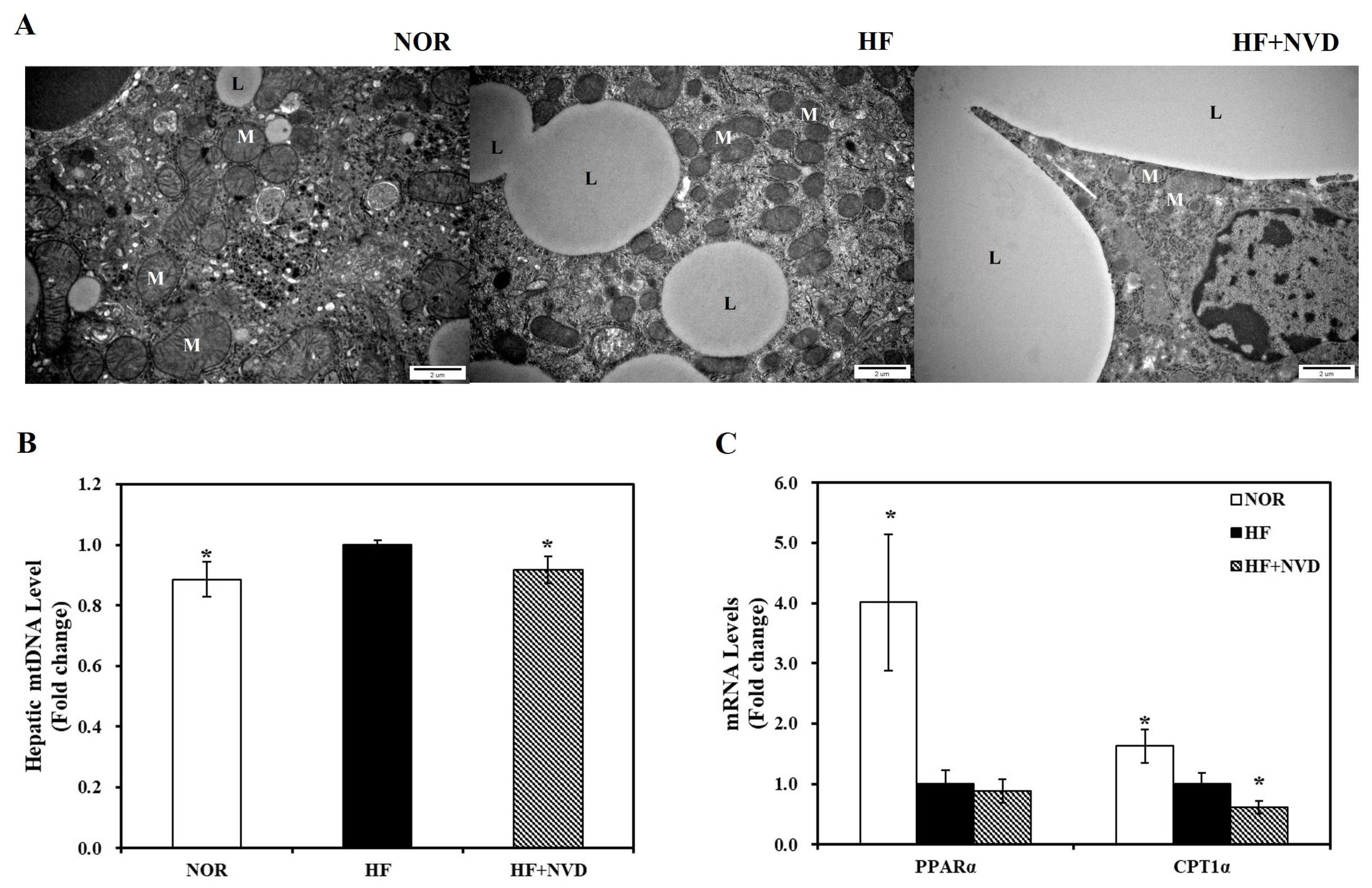Nutrients 18 02481 g005 Nutrients 18 02481 g005