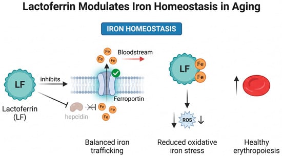 Lactoferrin and Healthy Aging: Gut, Immune, Iron, and Mitochondrial ...