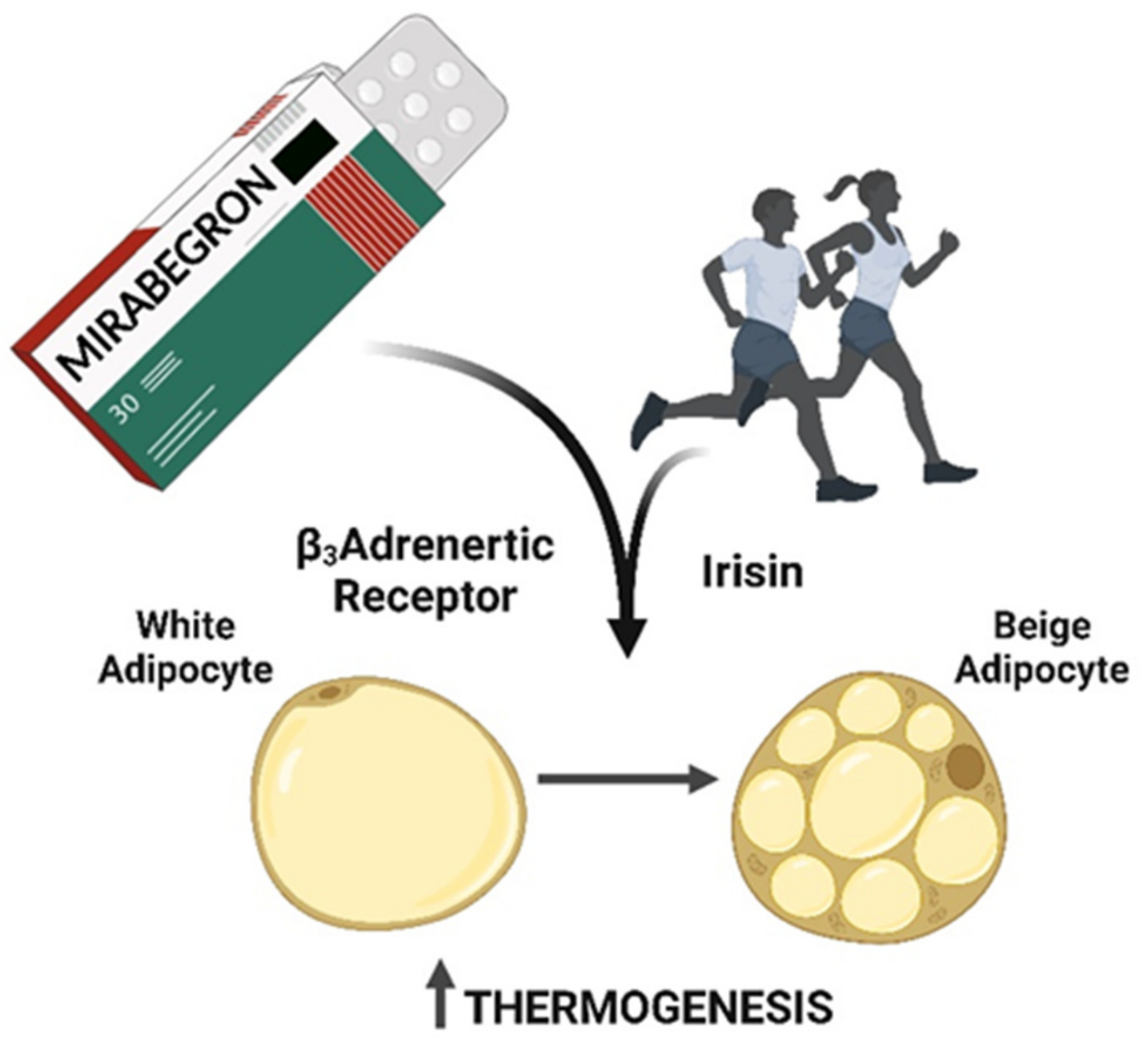 Obesities 02 00032 g001