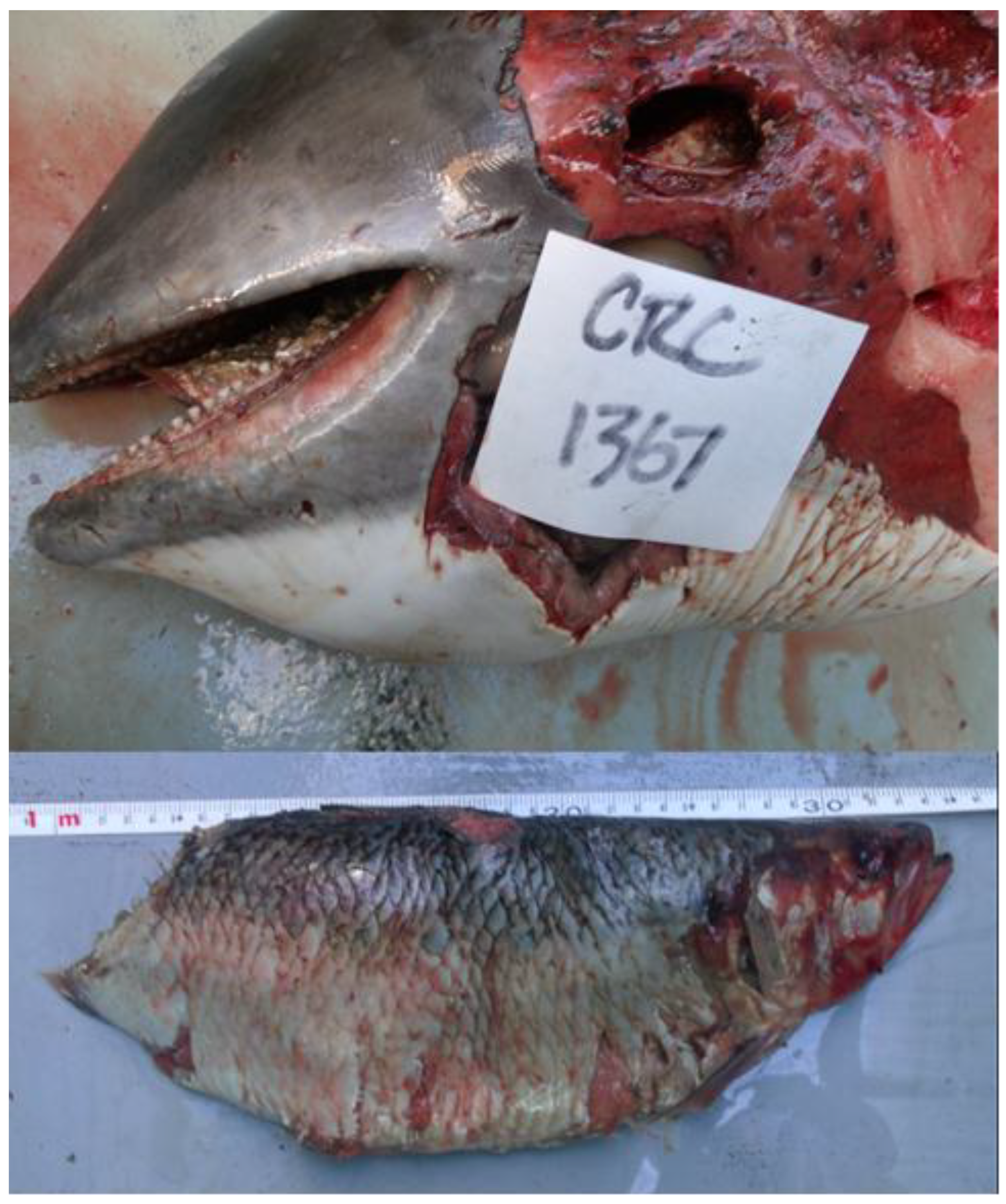 Oceans 01 00008 g003 Oceans 01 00008 g003