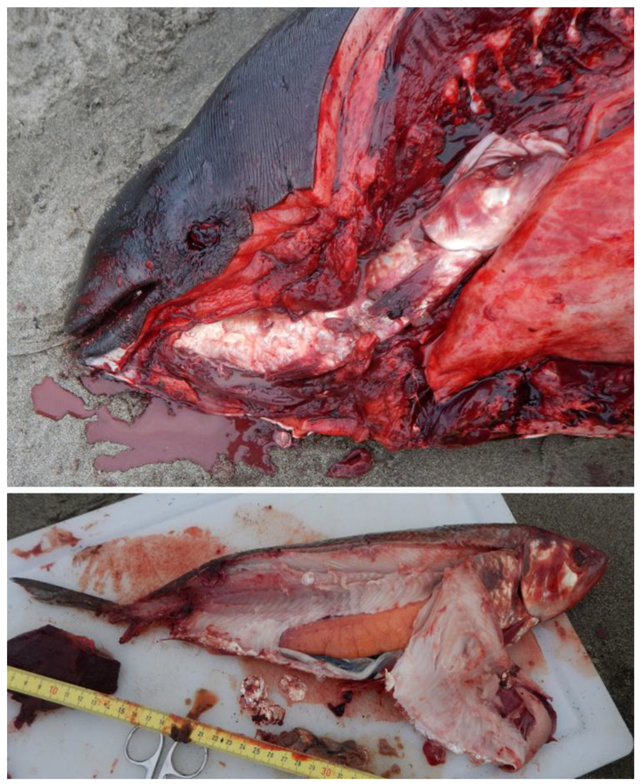 Oceans 01 00008 g006 Oceans 01 00008 g006