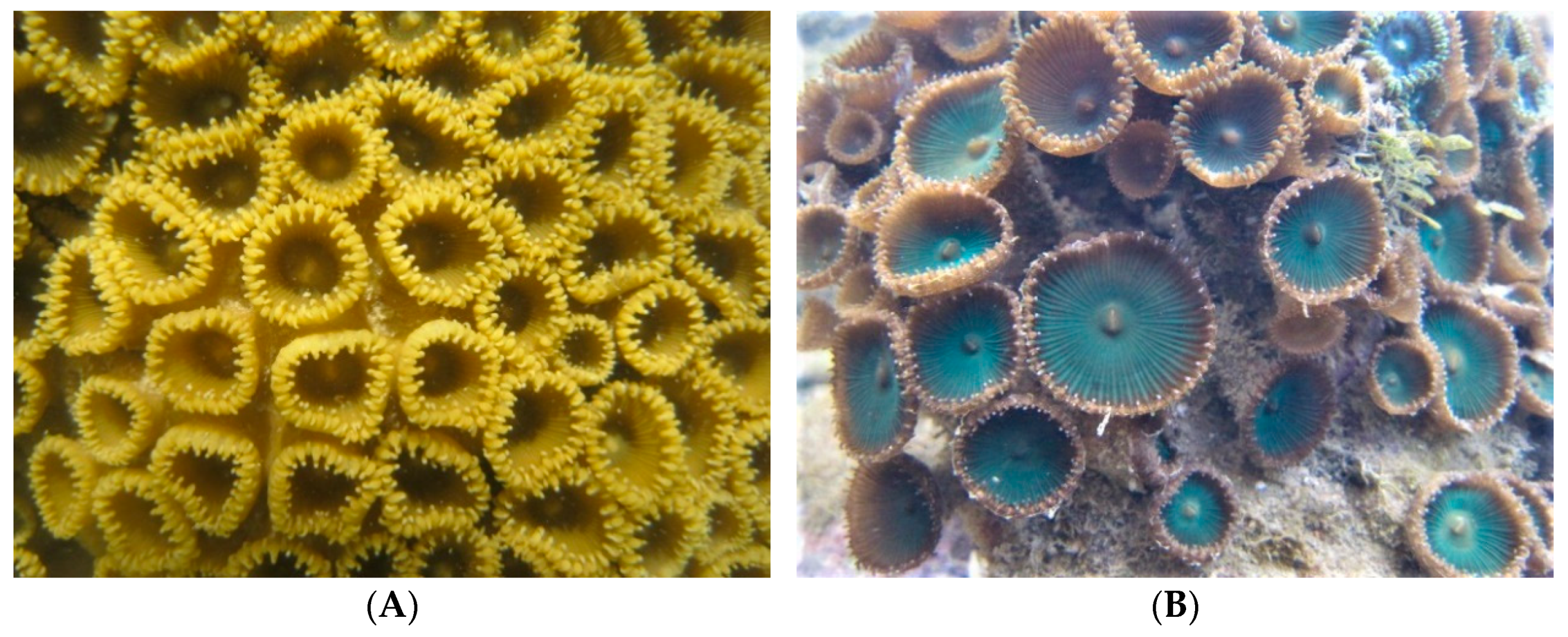 Oceans 02 00027 g002a Oceans 02 00027 g002a