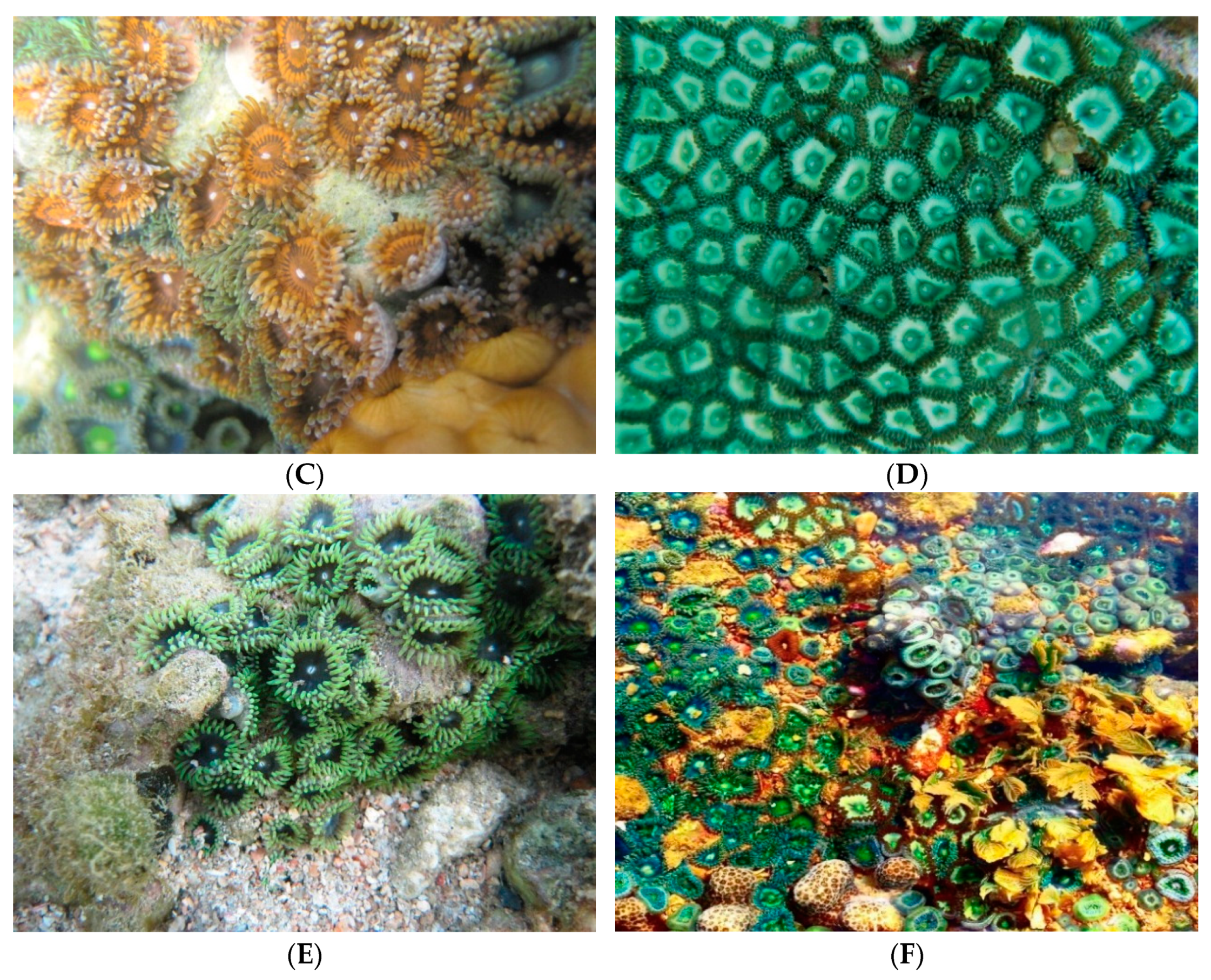 Oceans 02 00027 g002b Oceans 02 00027 g002b