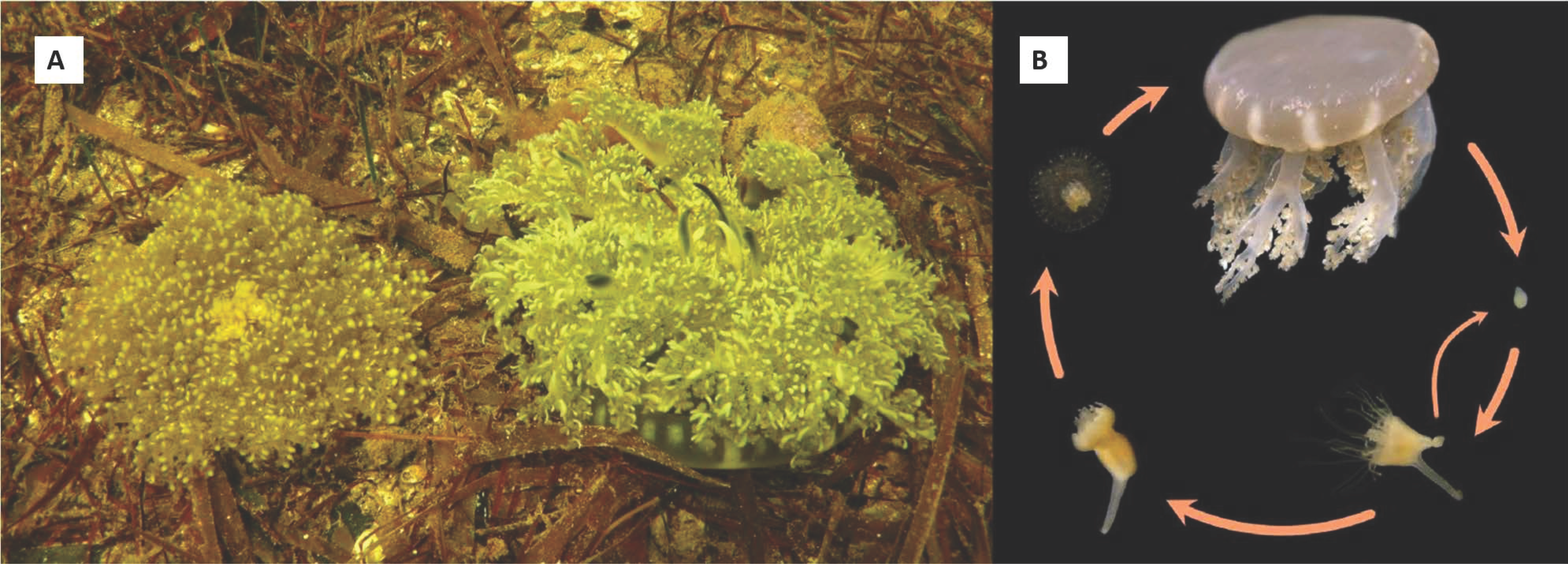 Oceans 02 00046 g001