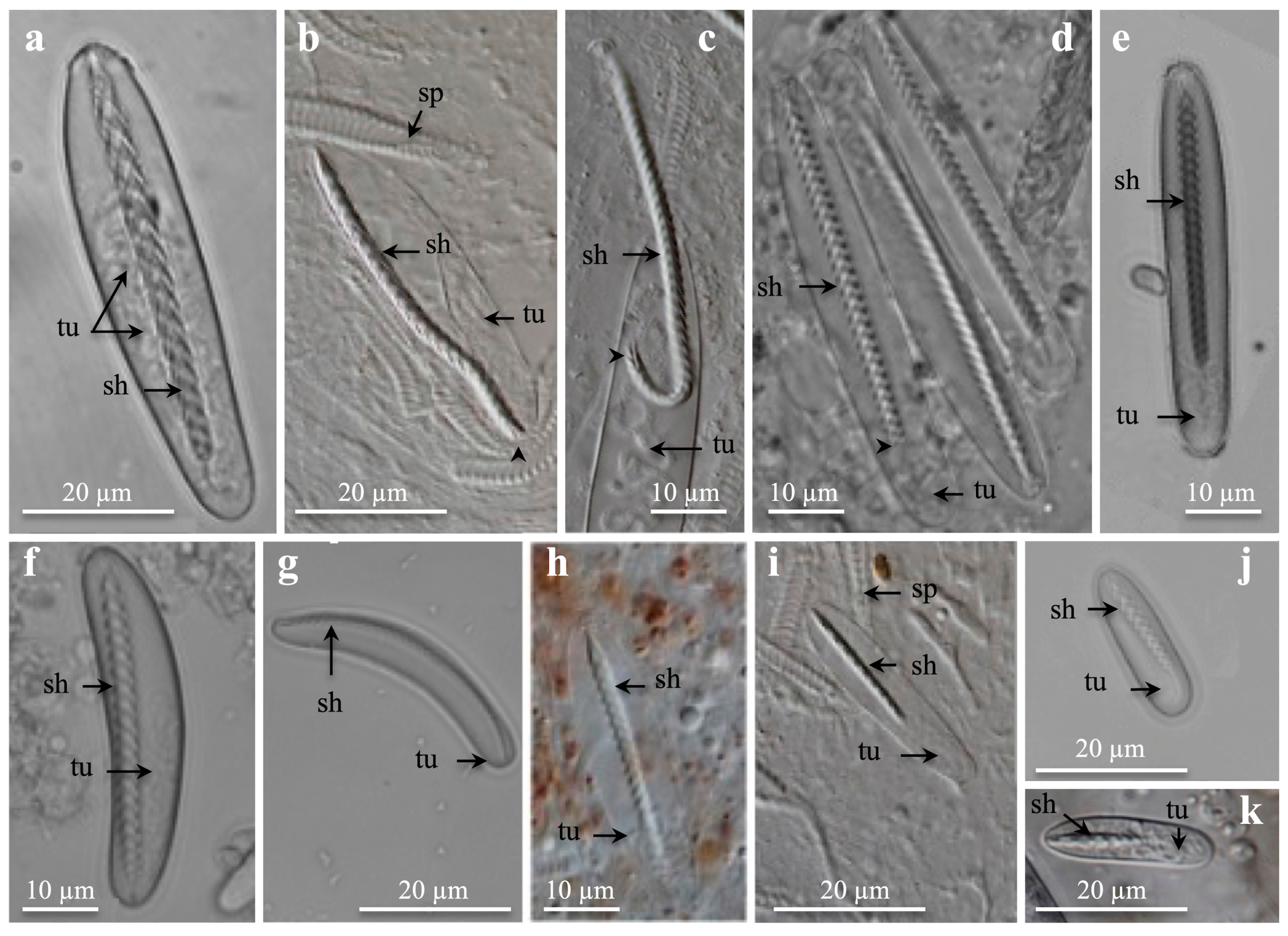 Oceans 05 00029 g001 Oceans 05 00029 g001