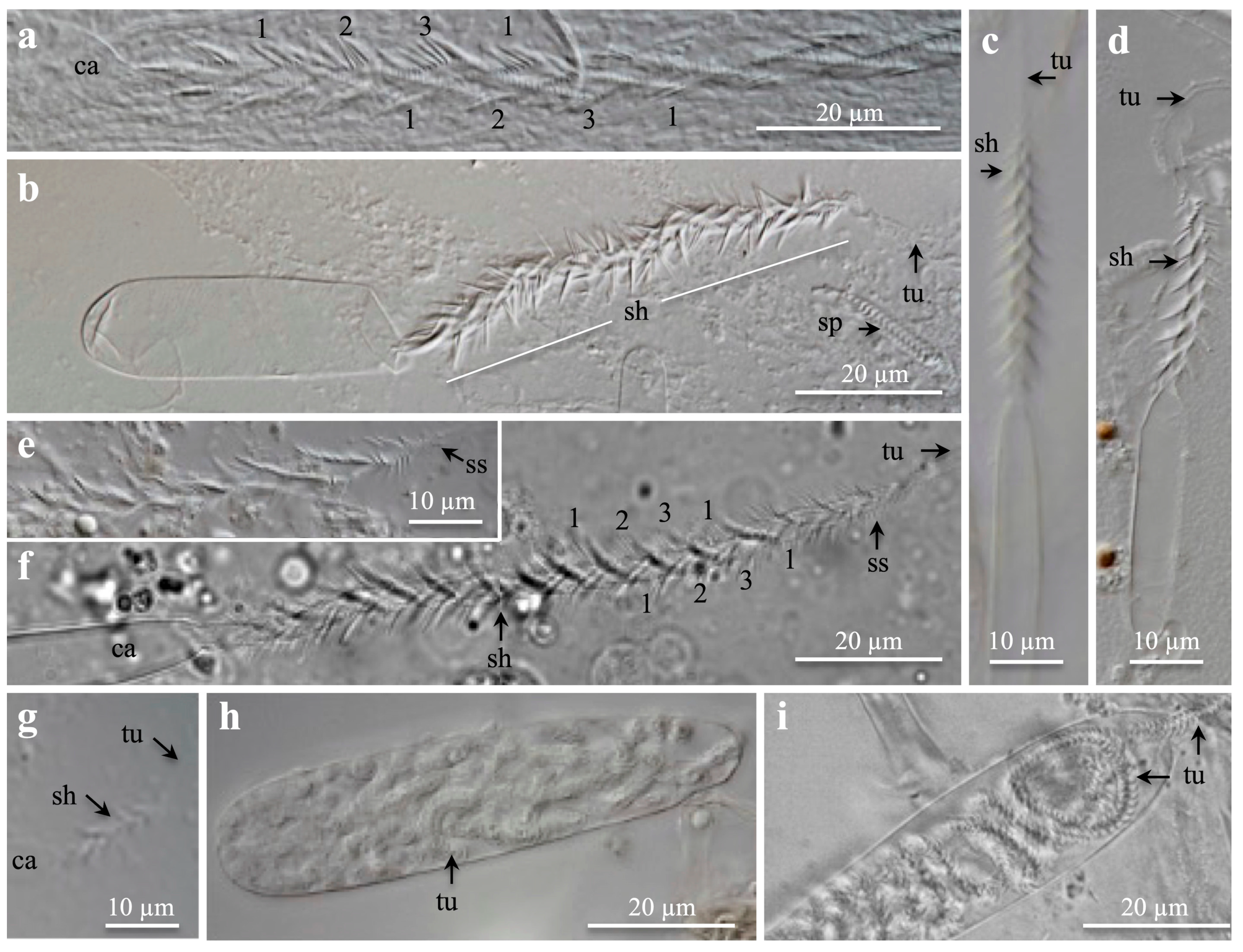 Oceans 05 00029 g002 Oceans 05 00029 g002