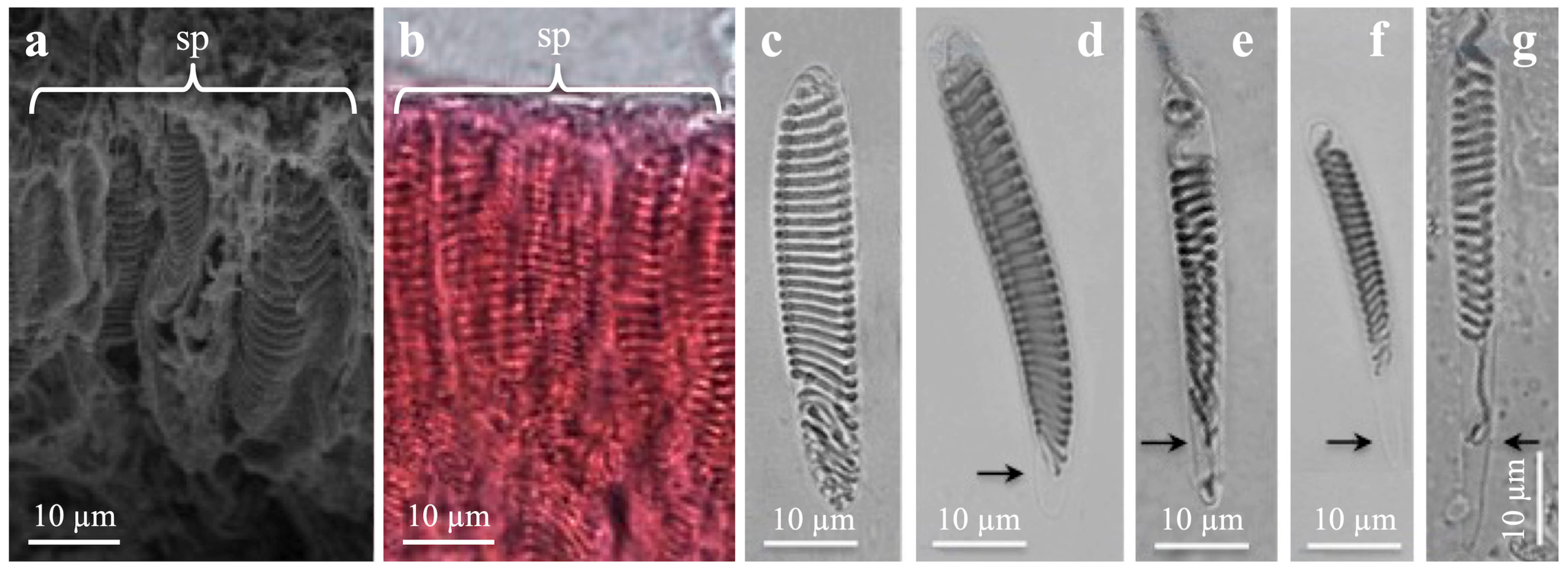Oceans 05 00029 g004 Oceans 05 00029 g004