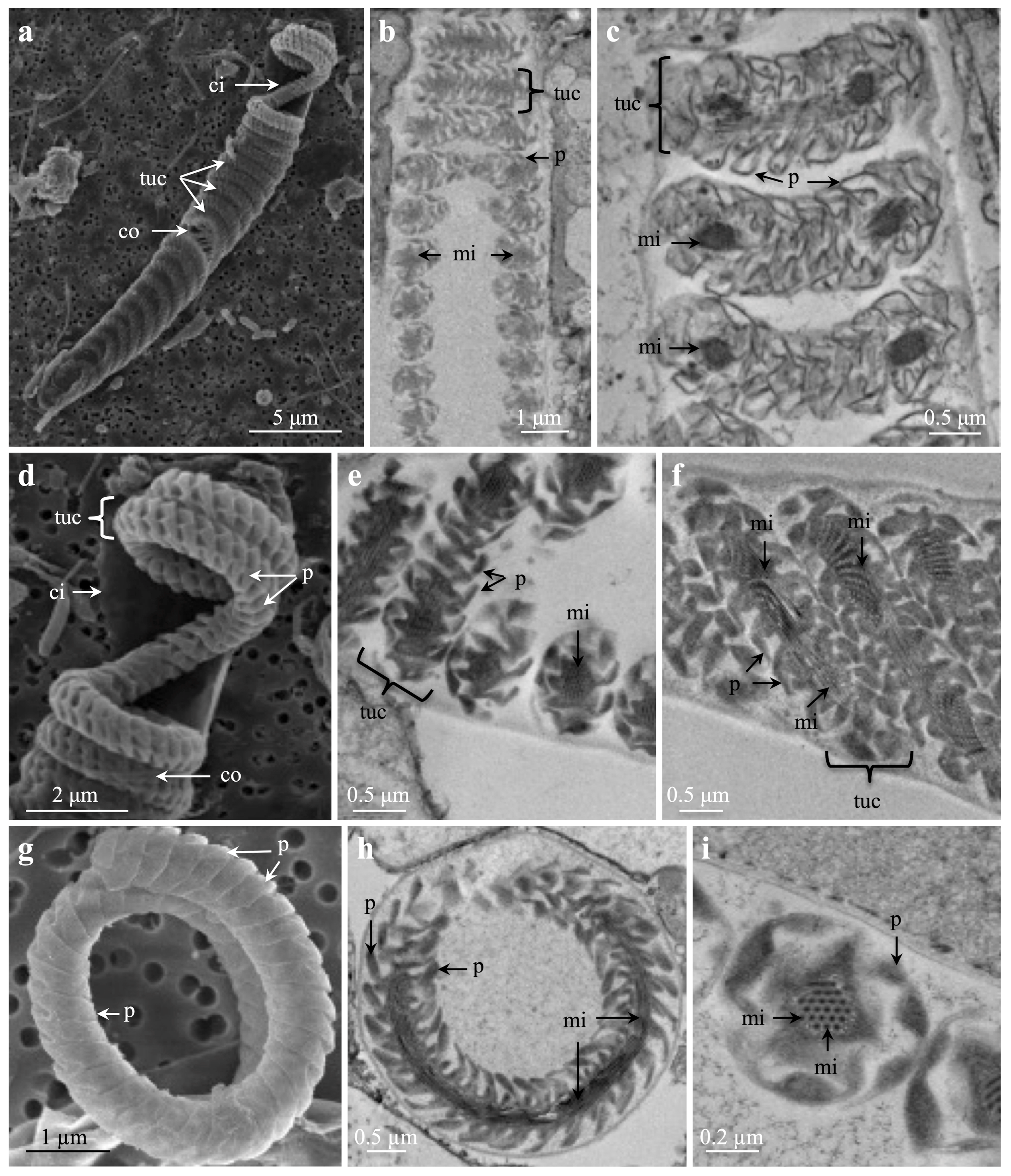 Oceans 05 00029 g005 Oceans 05 00029 g005