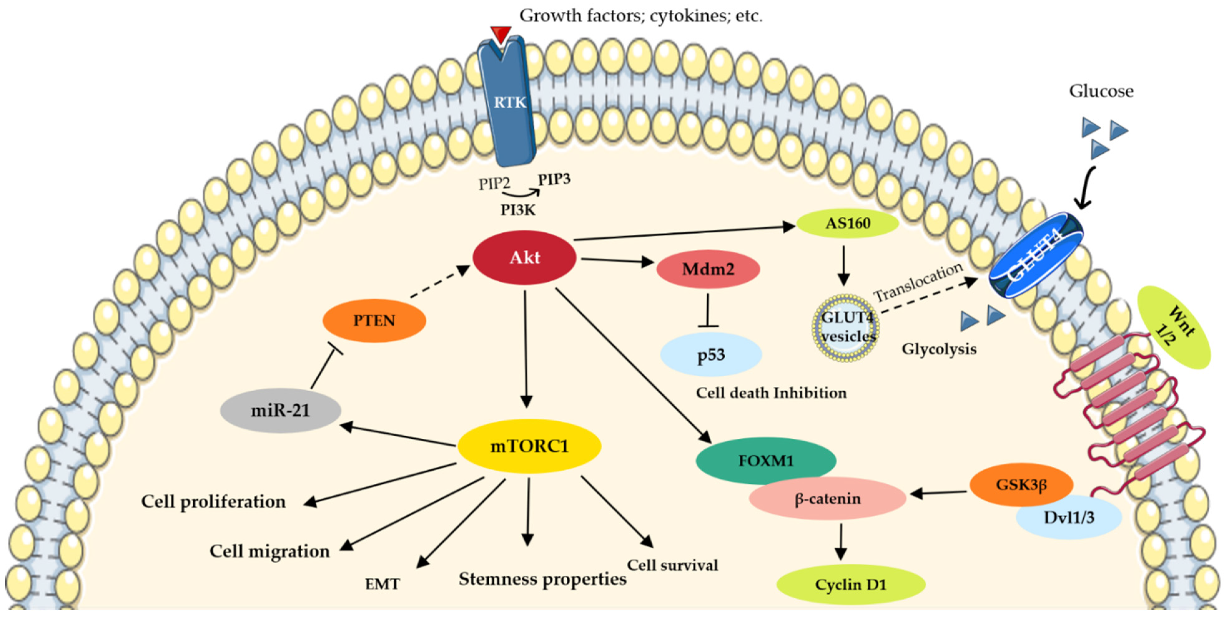 Onco 02 00004 g001 Onco 02 00004 g001