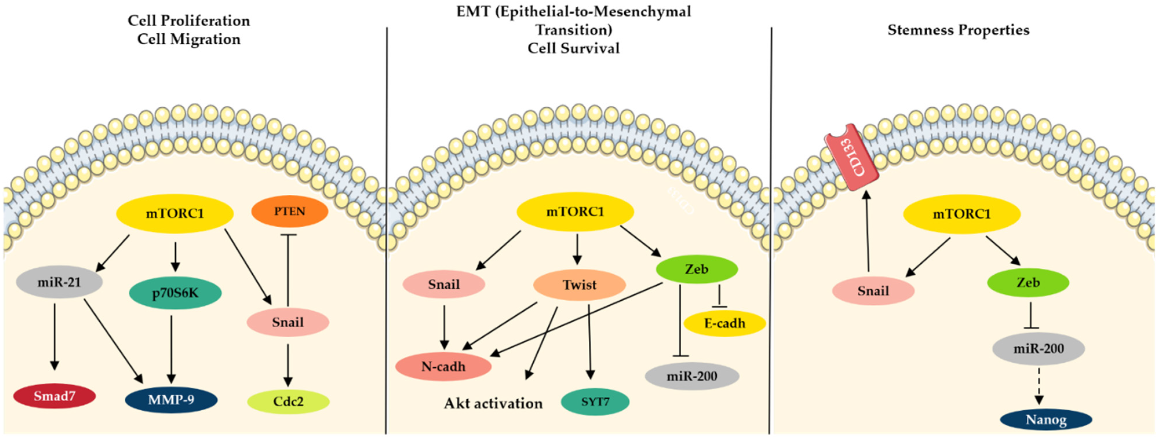 Onco 02 00004 g002 Onco 02 00004 g002