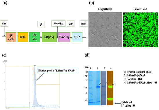 Molecular cloning and protein characterization of L49(scFv)-SNAP: (a) Schematic representation of the open reading frame (ORF) of pCB-L49(scFv)-SNAP mammalian expression plasmid. (b) Microscopy visualization of transfected cells after enrichment of eGFP-positive cells to more than 90% using Zeocin treatment. Pictures show the bright and green channels of the same field, captured using a ZOE™ Fluorescent Cell Imager (100 µm scale). (c) Elution profile of L49(scFv)-SNAP by IMAC using the ÄKTA Avant 25 system. The x-axis represents the flow-through volume over time, and the y-axis indicates absorbance in milliabsorbance units (mAU). The green line indicates the imidazole gradient applied to successfully elute L49(scFv)-SNAP within a single peak (filled blue curve). (d) Characterization of eluted protein. Concentrated protein was run on two 10% SDS-PAGE gels alongside a protein standard (line 1). The first gel was stained using AcquaStain solution (line 2), and the second was transferred to a PVDF blotting membrane and incubated with mouse Anti-polyHistidine−HorsePeroxidase antibody and revealed using a blotting buffer (line 3). L49(scFv)-SNAP was successfully conjugated to BG-Alexa 488 fluorophore as visualized using a Dark Reader Transilluminator (line 4). Blue arrows indicate the presence of L49(scFv)-SNAP at the expected molecular weight. Sfi1 and Not1: restriction enzyme sites; scFv: single-chain variable fragment; eGFP: enhanced green fluorescent protein; kDa: kilodalton; MW: molecular weight.
