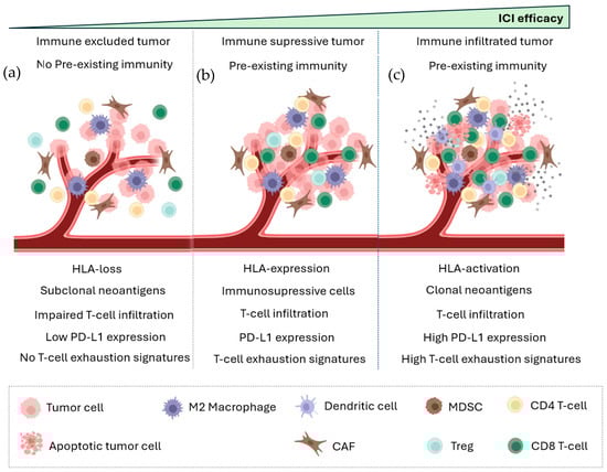 ICI efficacy depends on the composition of immune cells in TME. (a) Immune excluded tumors without pre-existing immune T cells do not respond to ICI immunotherapy. They are characterized by impaired T-cell infiltration and low PD-L1 expression. (b) Immune suppressive tumors contain a high density of immunosuppressive cells, such as Tregs and MDSCs. (c) Immune infiltrated tumors respond better to immunotherapy due to the presence of pre-existing immune T cells, high levels of PD-L1, and exhausted T cells.