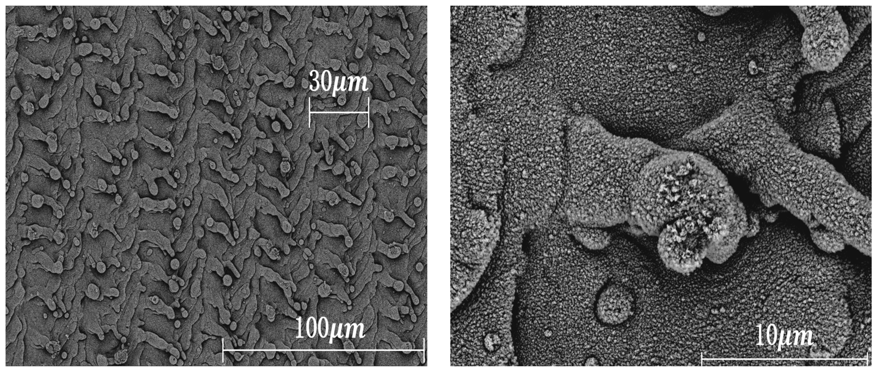 Optics 05 00037 g012