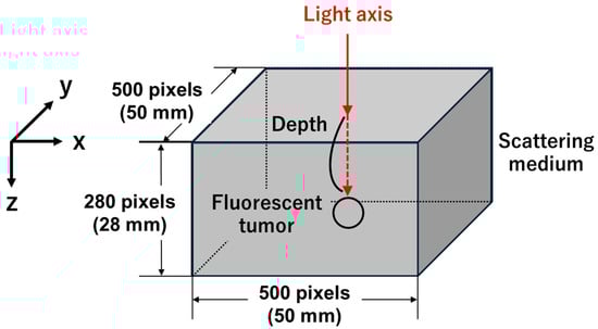 Scheme of the simulation model. A fluorescent tumor is embedded at a defined depth within a three-dimensional voxel-based model (500 × 500 × 280 pixels) representing a scattering medium. The excitation light is incident perpendicular from the top surface along the light axis, indicated by the red arrow. The coordinate system is defined so that the X-axis corresponds to the horizontal direction, the Y-axis to the vertical direction, and the Z-axis to the depth direction.