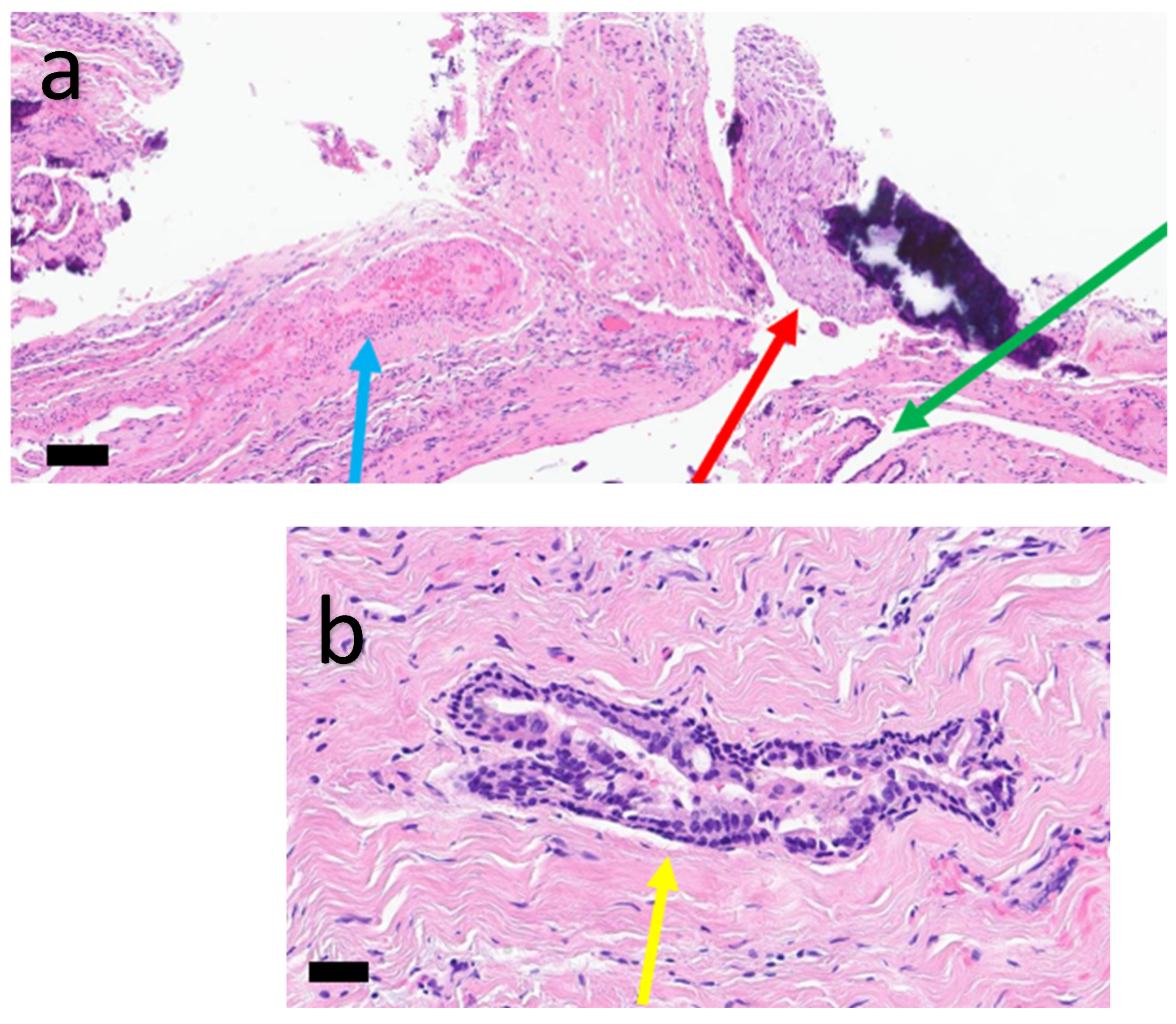 Oral 06 00085 g010 Oral 06 00085 g010