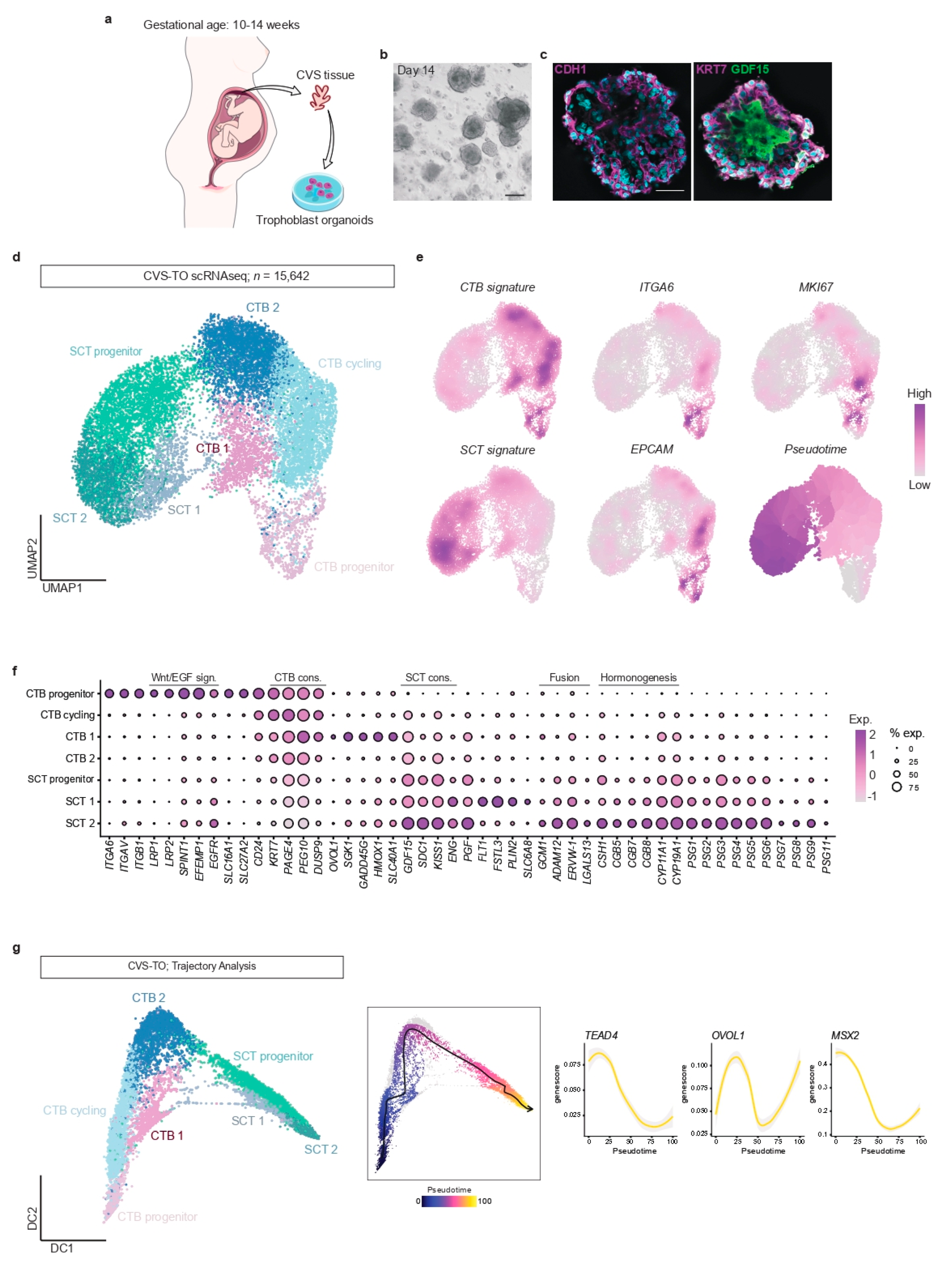 Organoids 01 00009 g001
