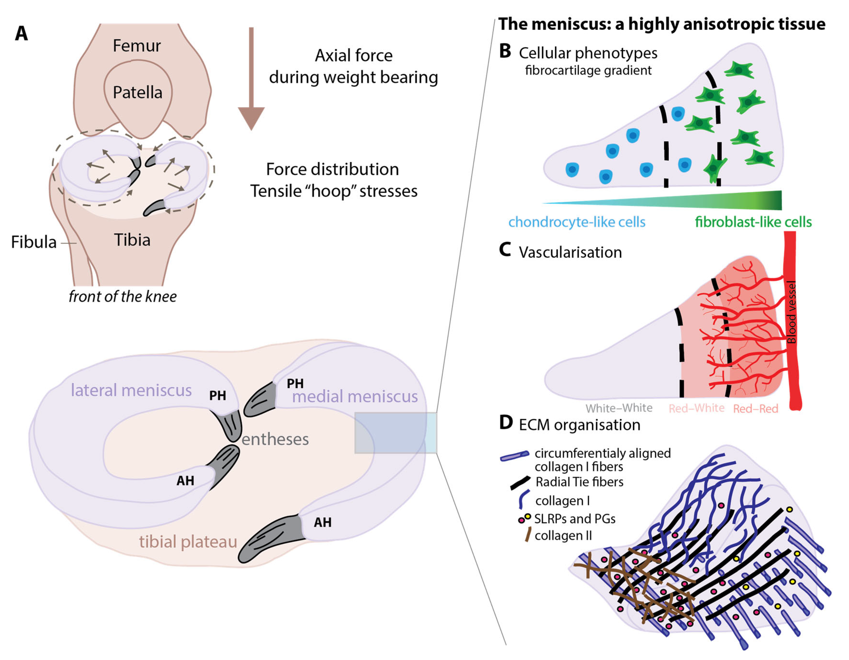 Organoids 01 00010 g001
