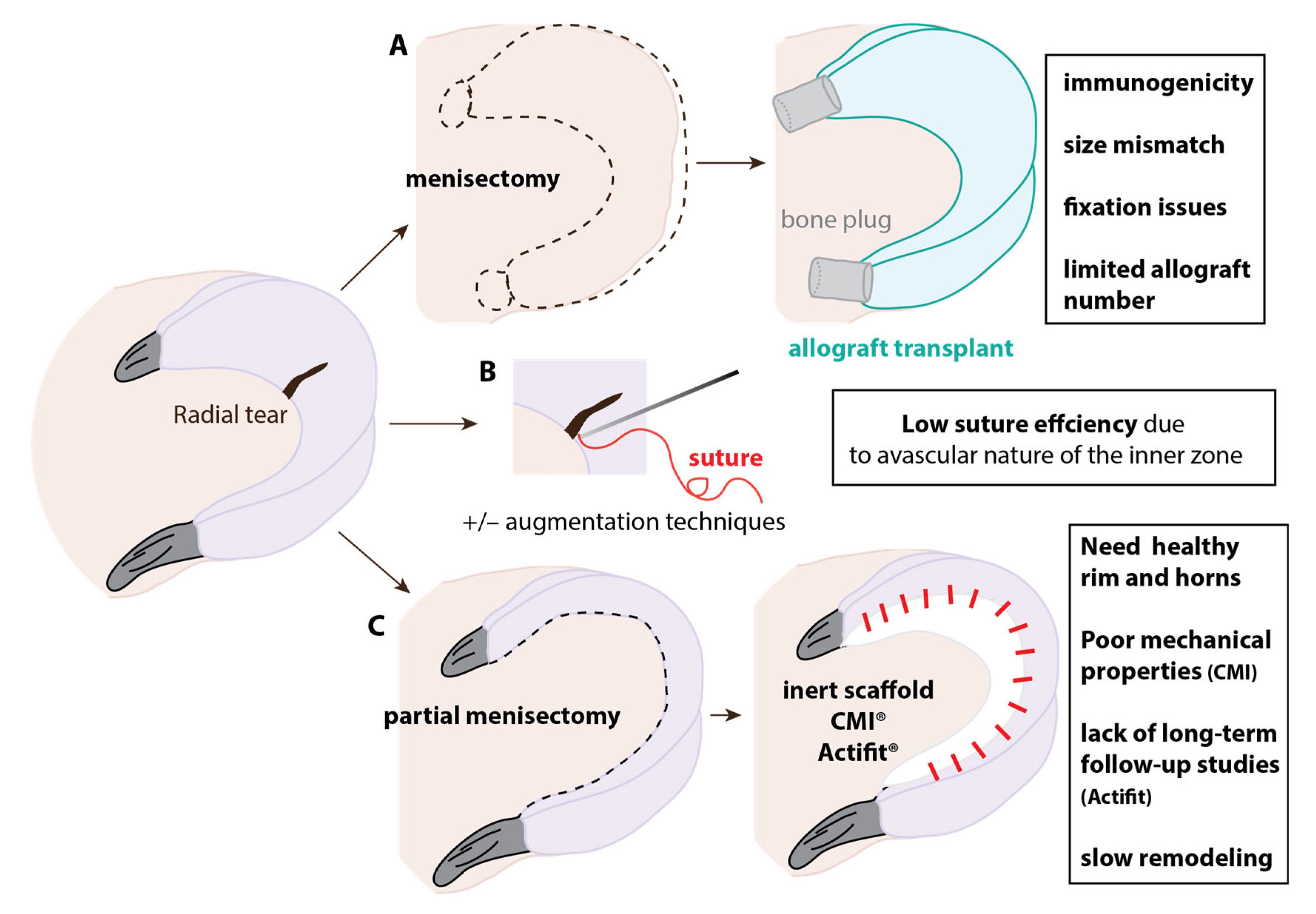 Organoids 01 00010 g002