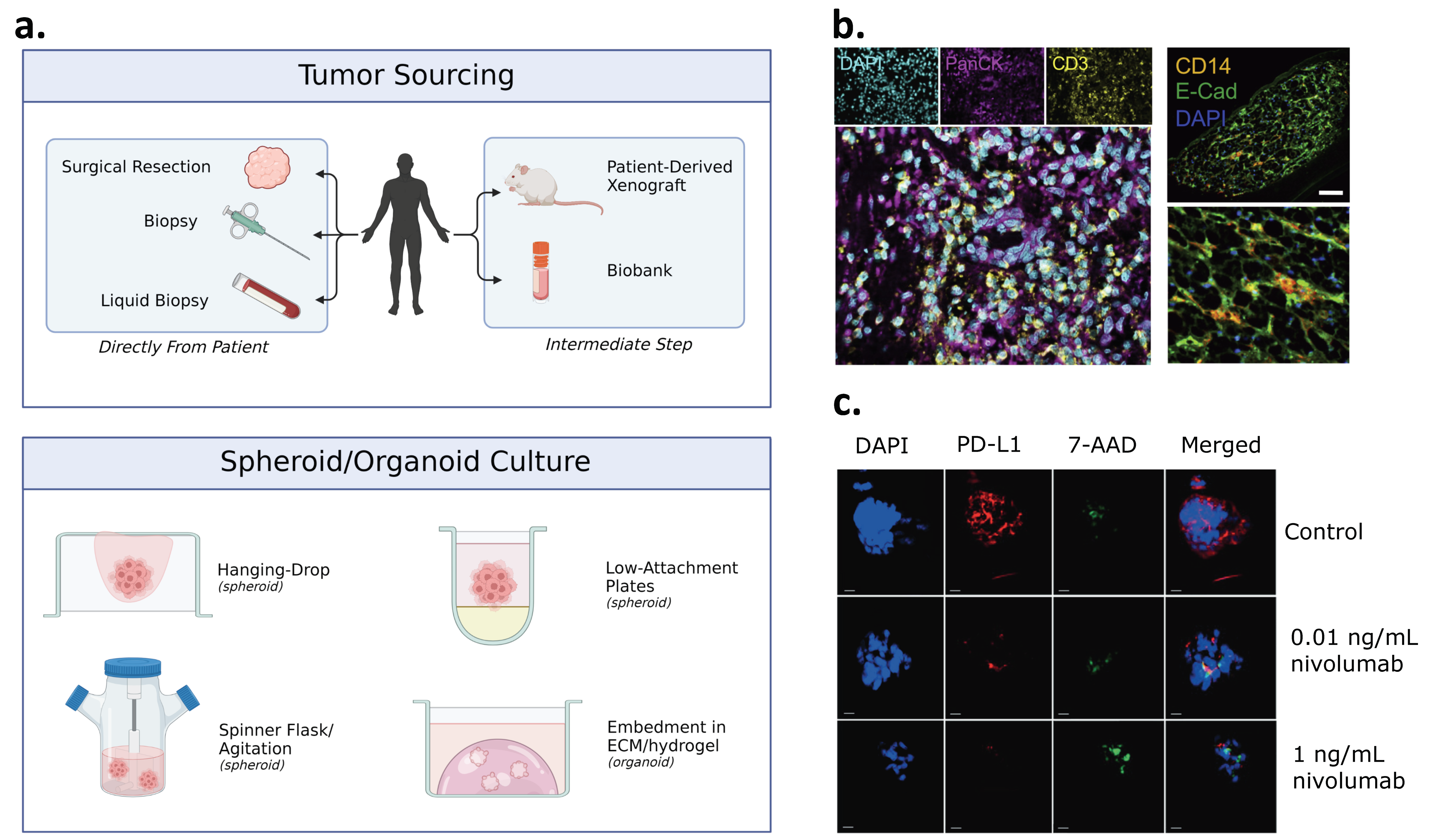 Organoids 01 00012 g002