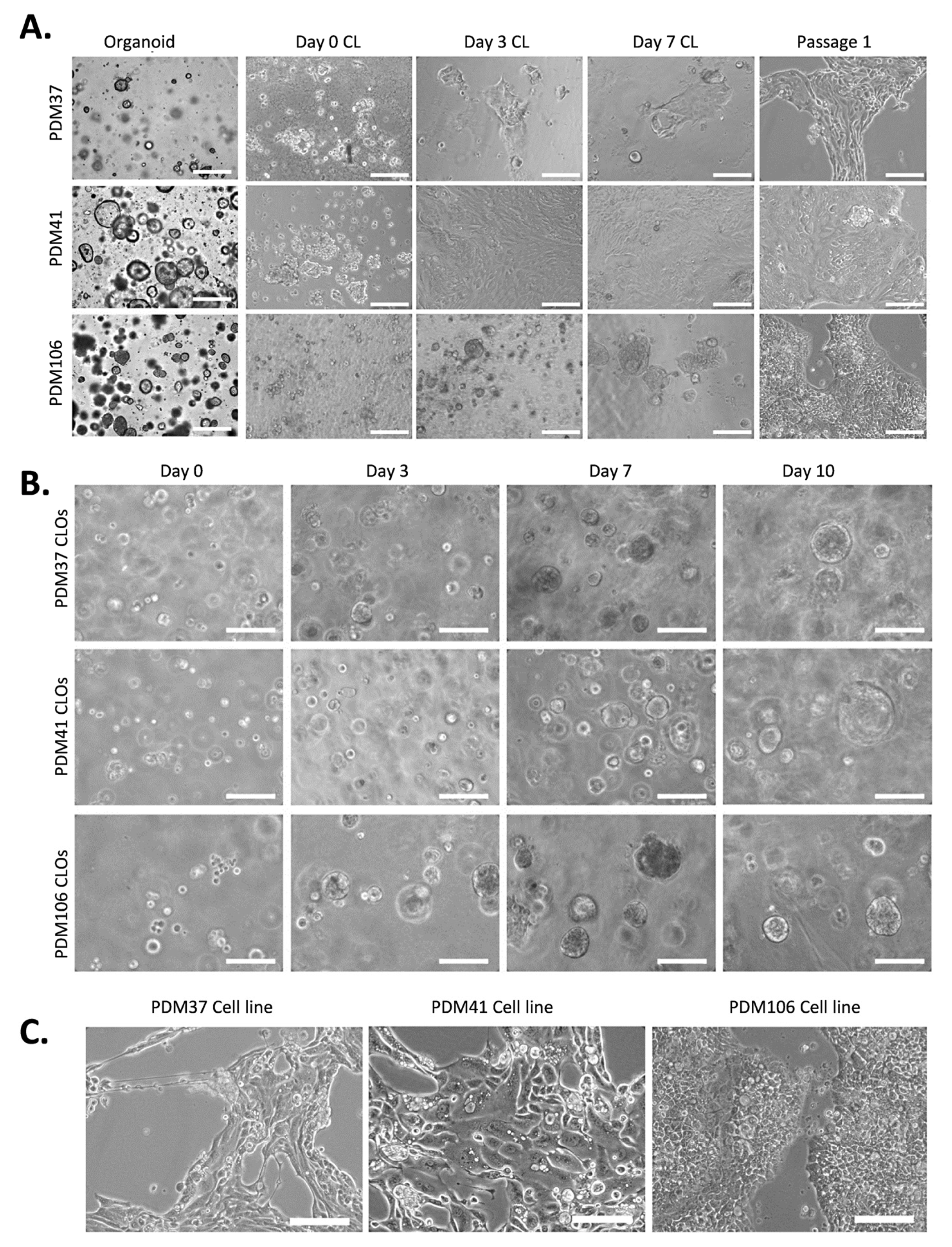 Organoids 01 00013 g001