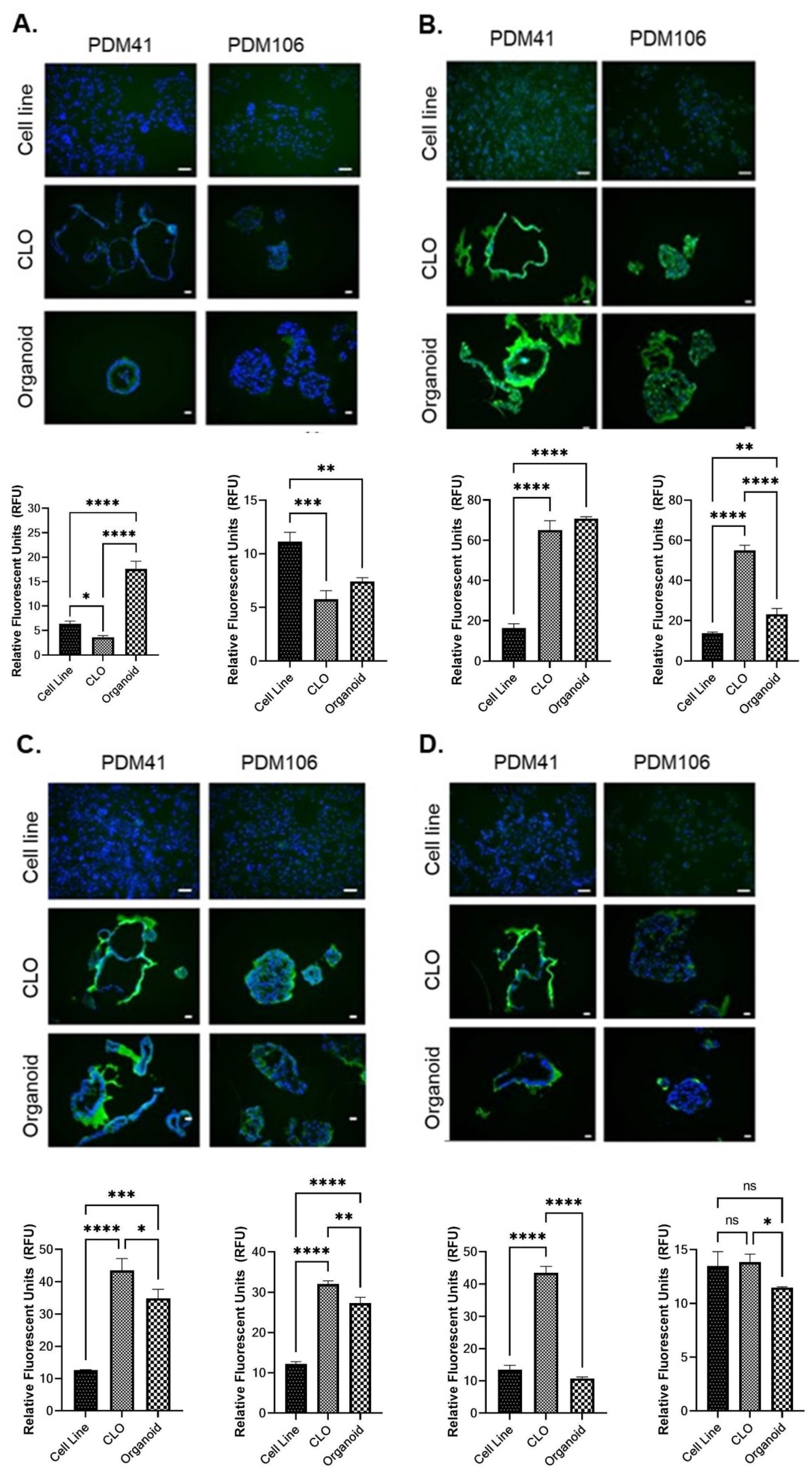 Organoids 01 00013 g005