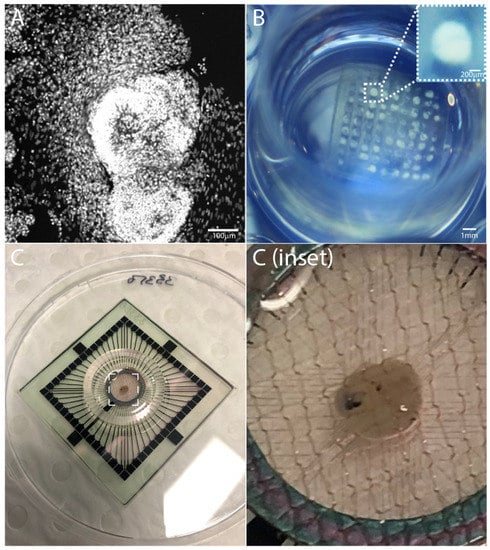 Organoids 02 00004 g001