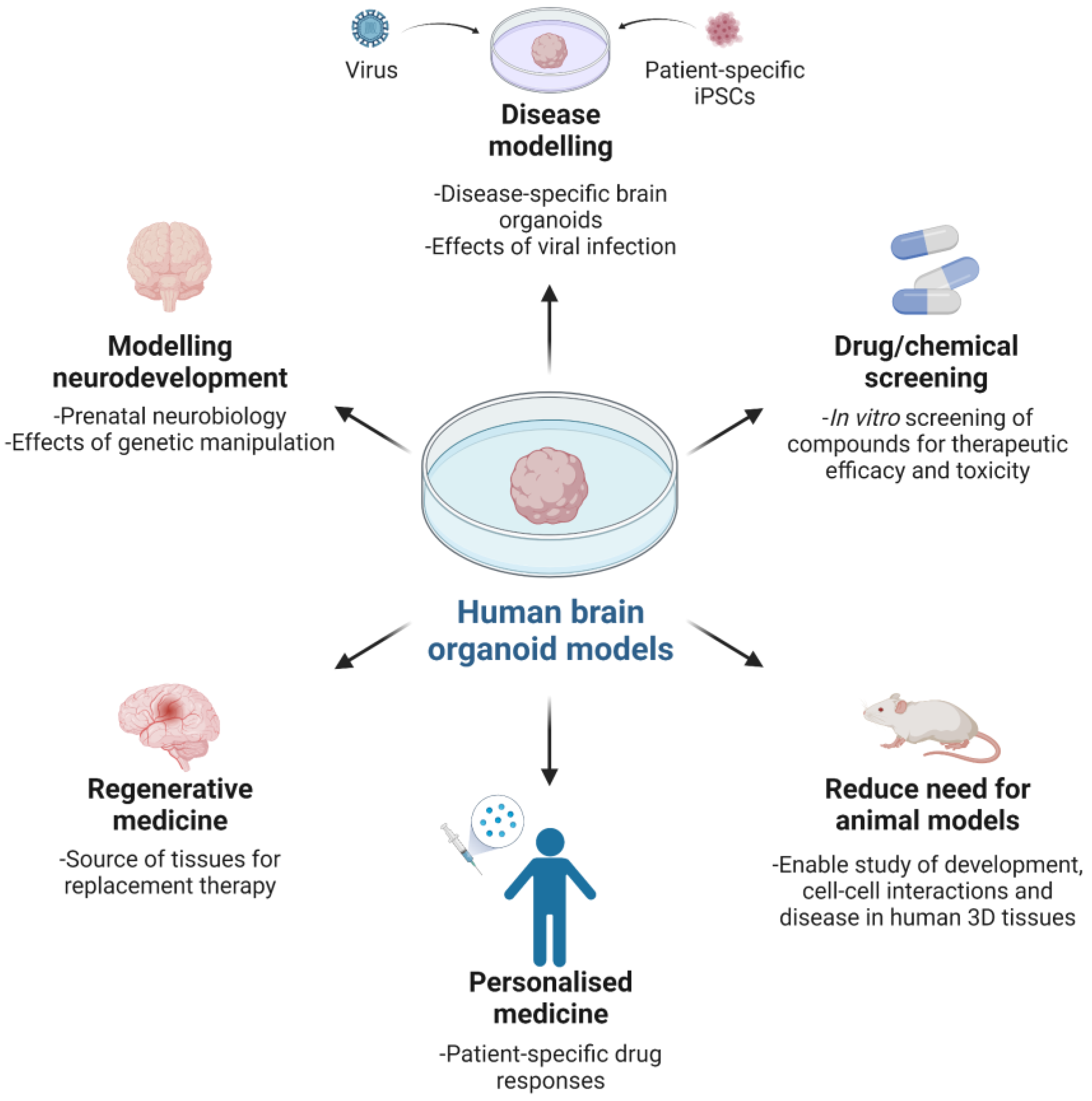 Organoids 02 00004 g002