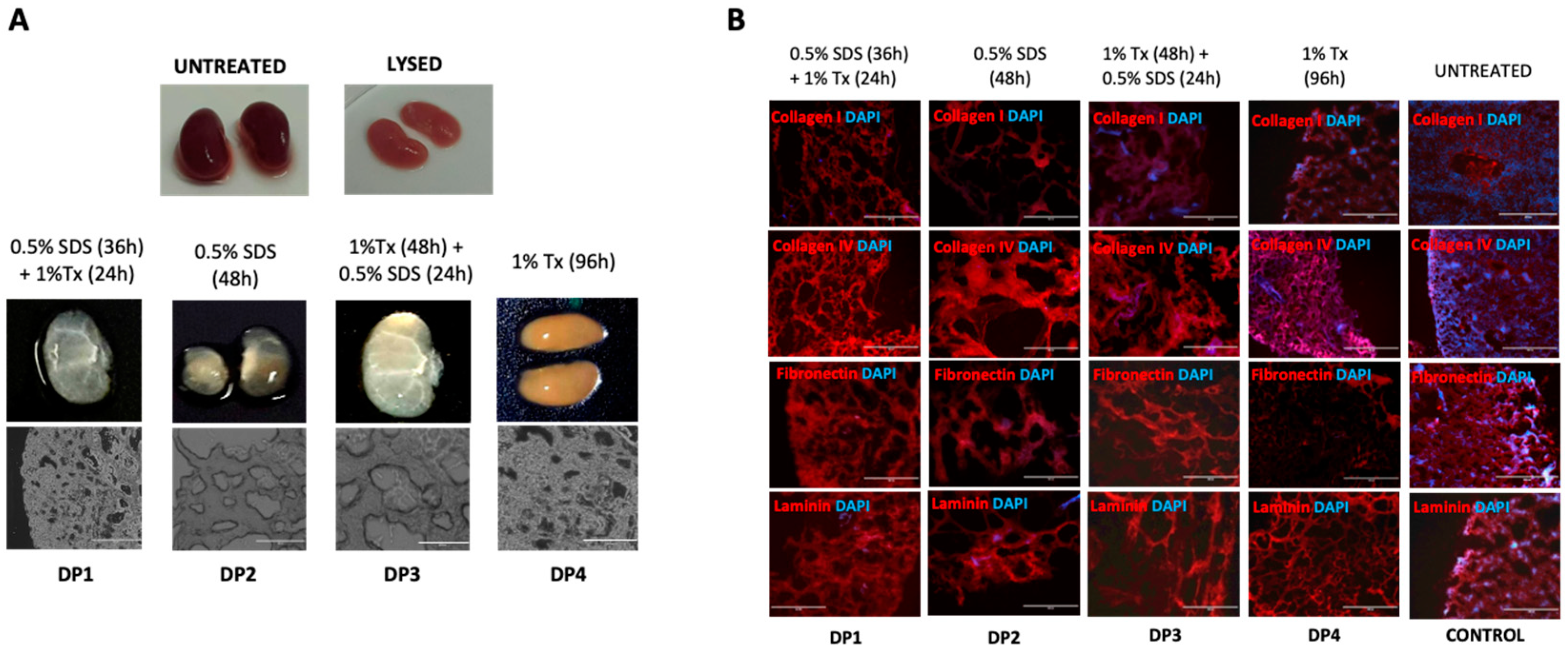 Organoids 02 00005 g001 Organoids 02 00005 g001