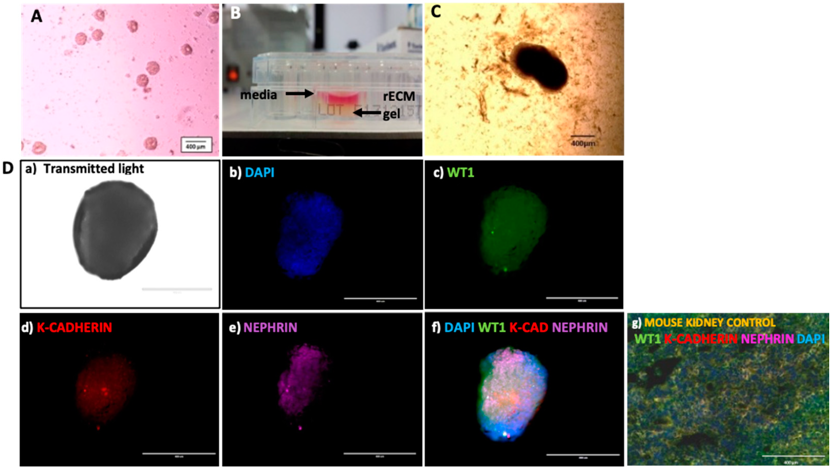 Organoids 02 00005 g003 Organoids 02 00005 g003