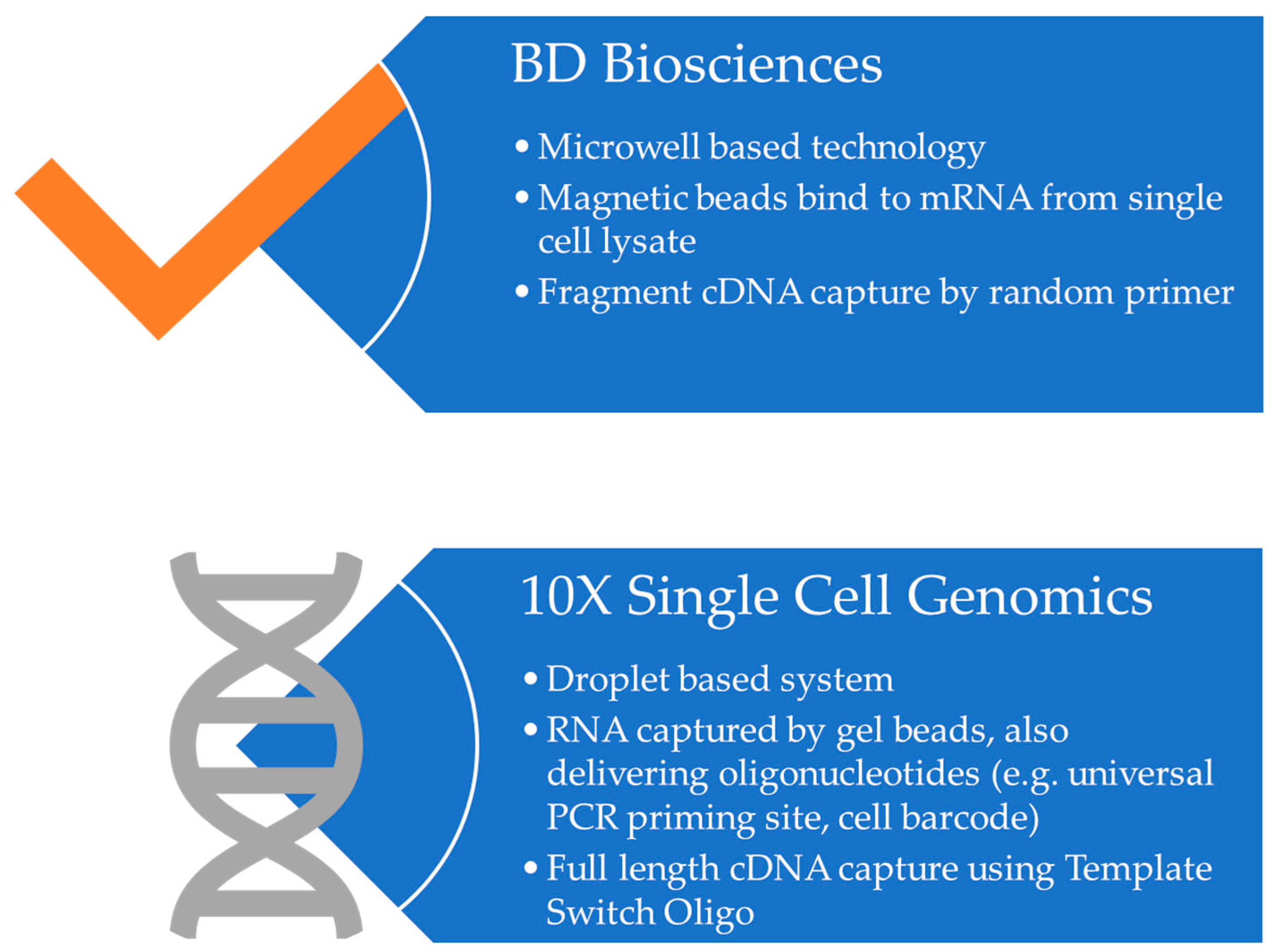 Organoids 02 00010 g003
