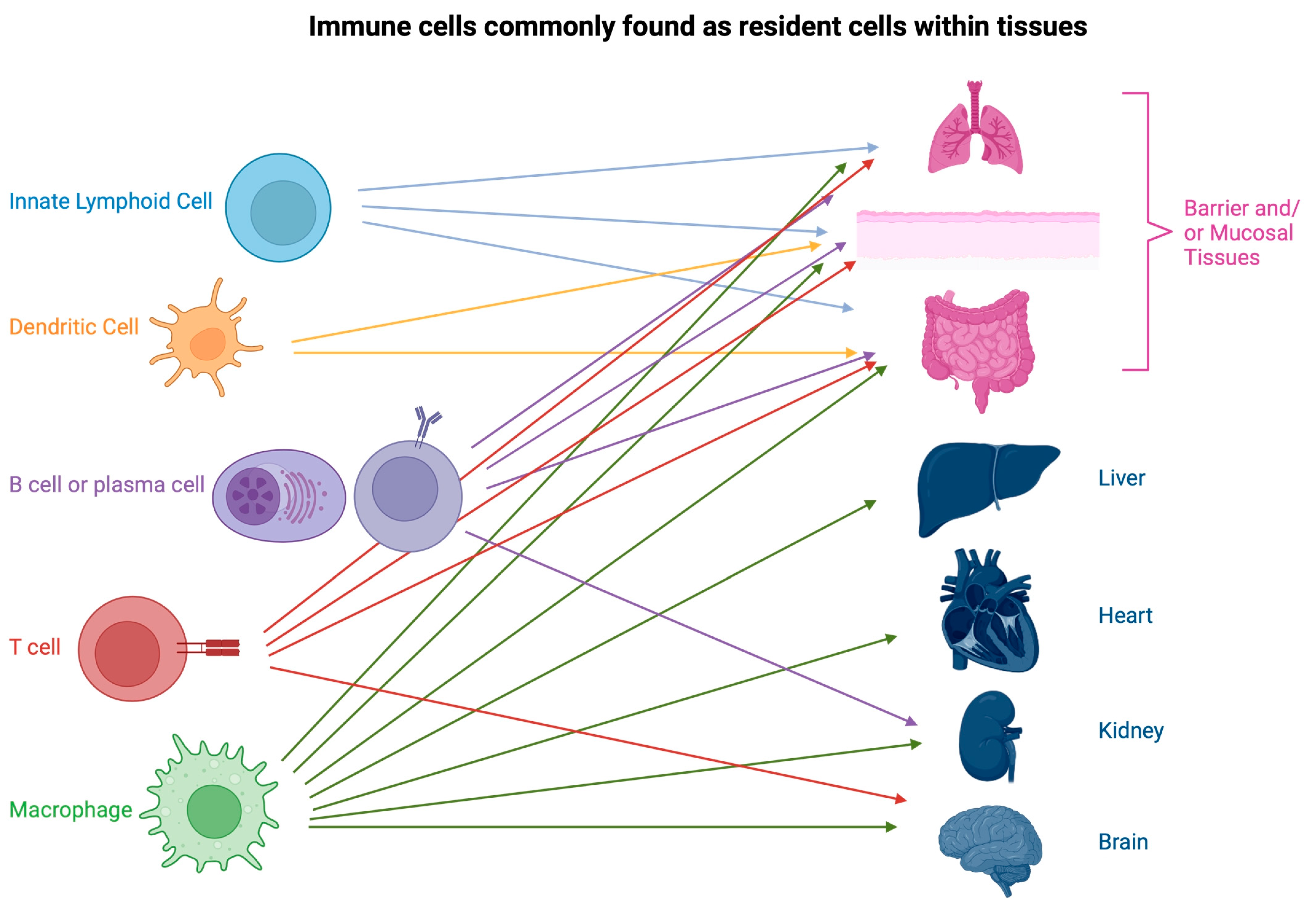 Organoids 02 00011 g001