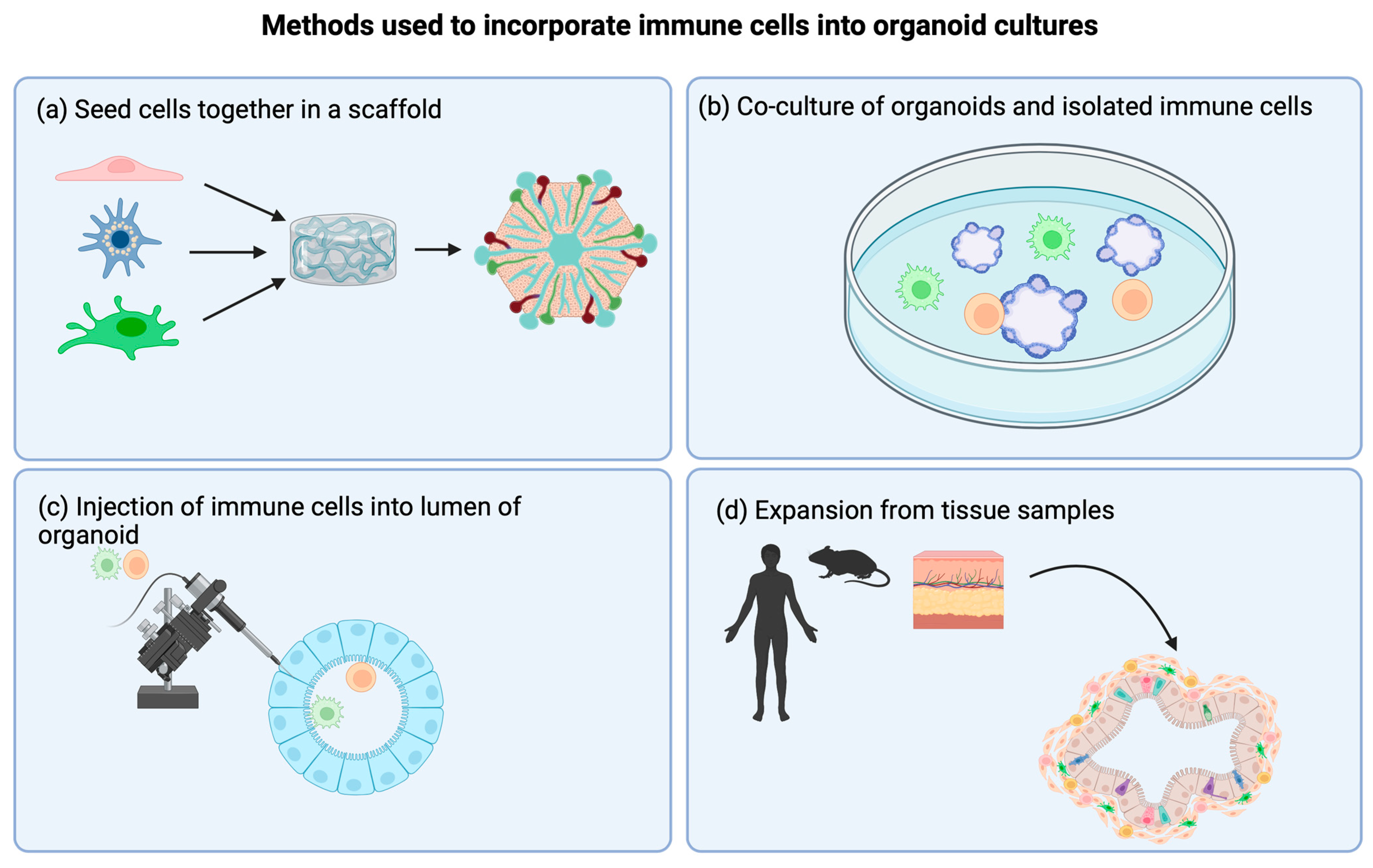 Organoids 02 00011 g002