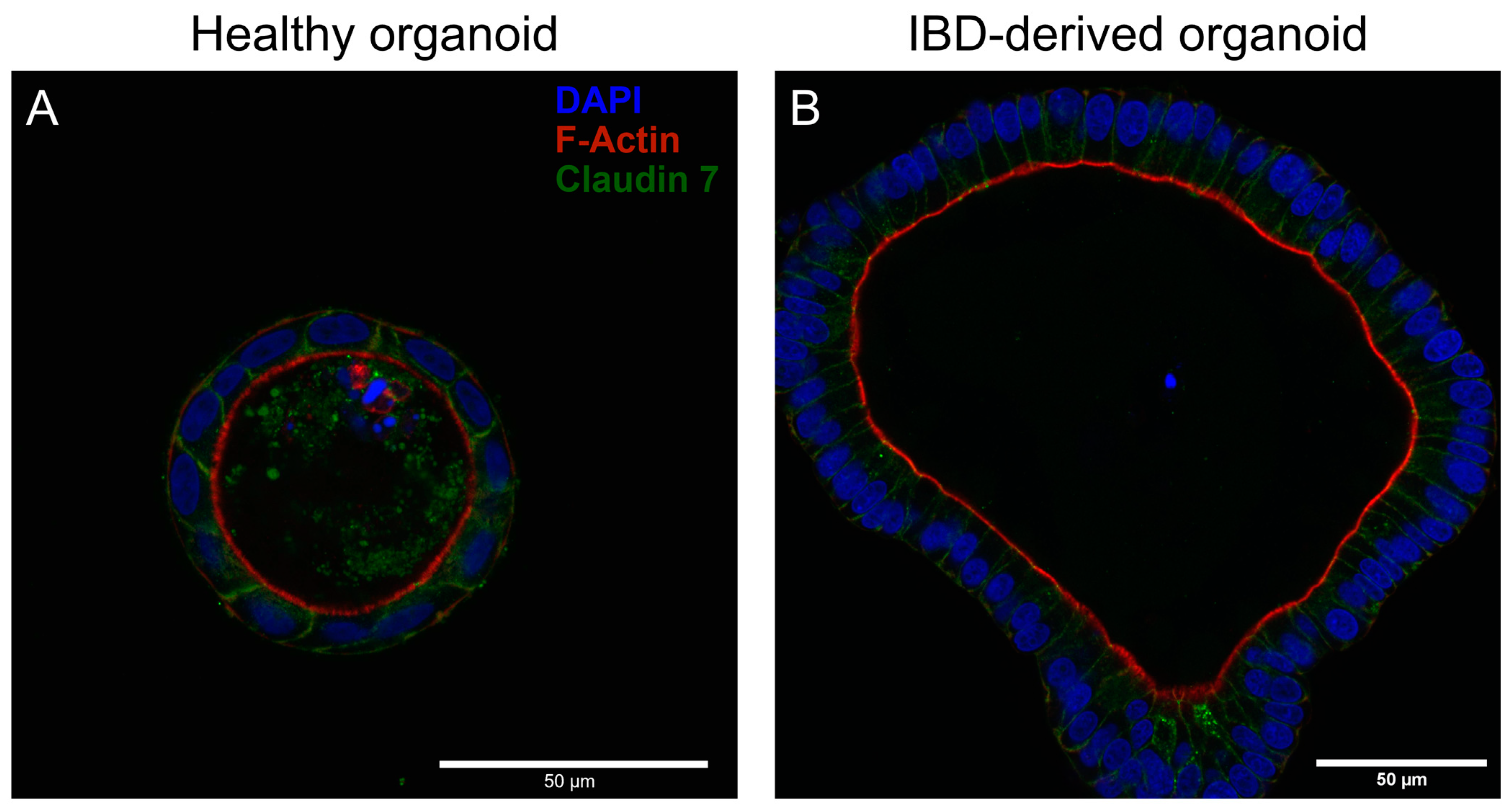 Organoids 02 00012 g001