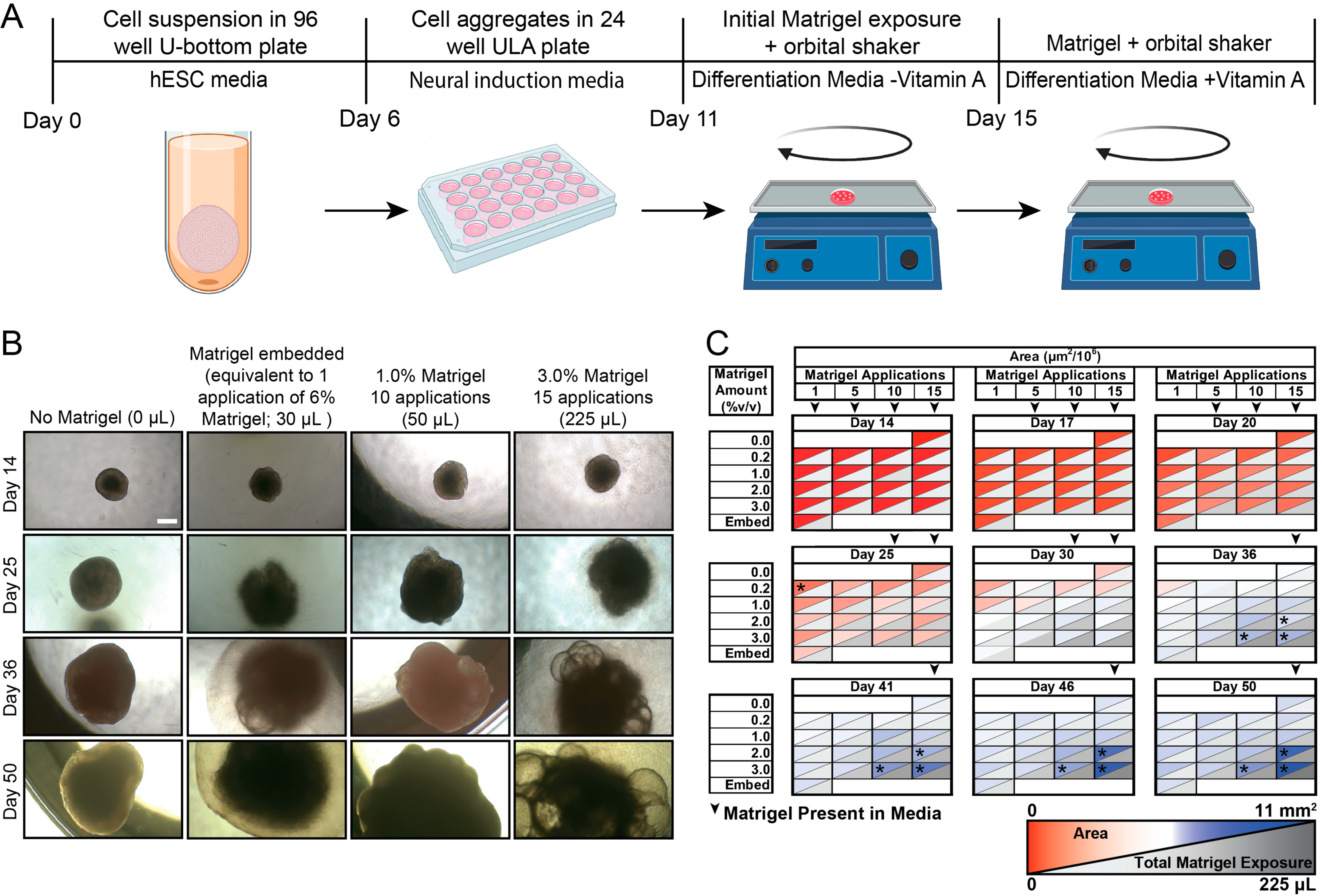 Organoids 02 00013 g001