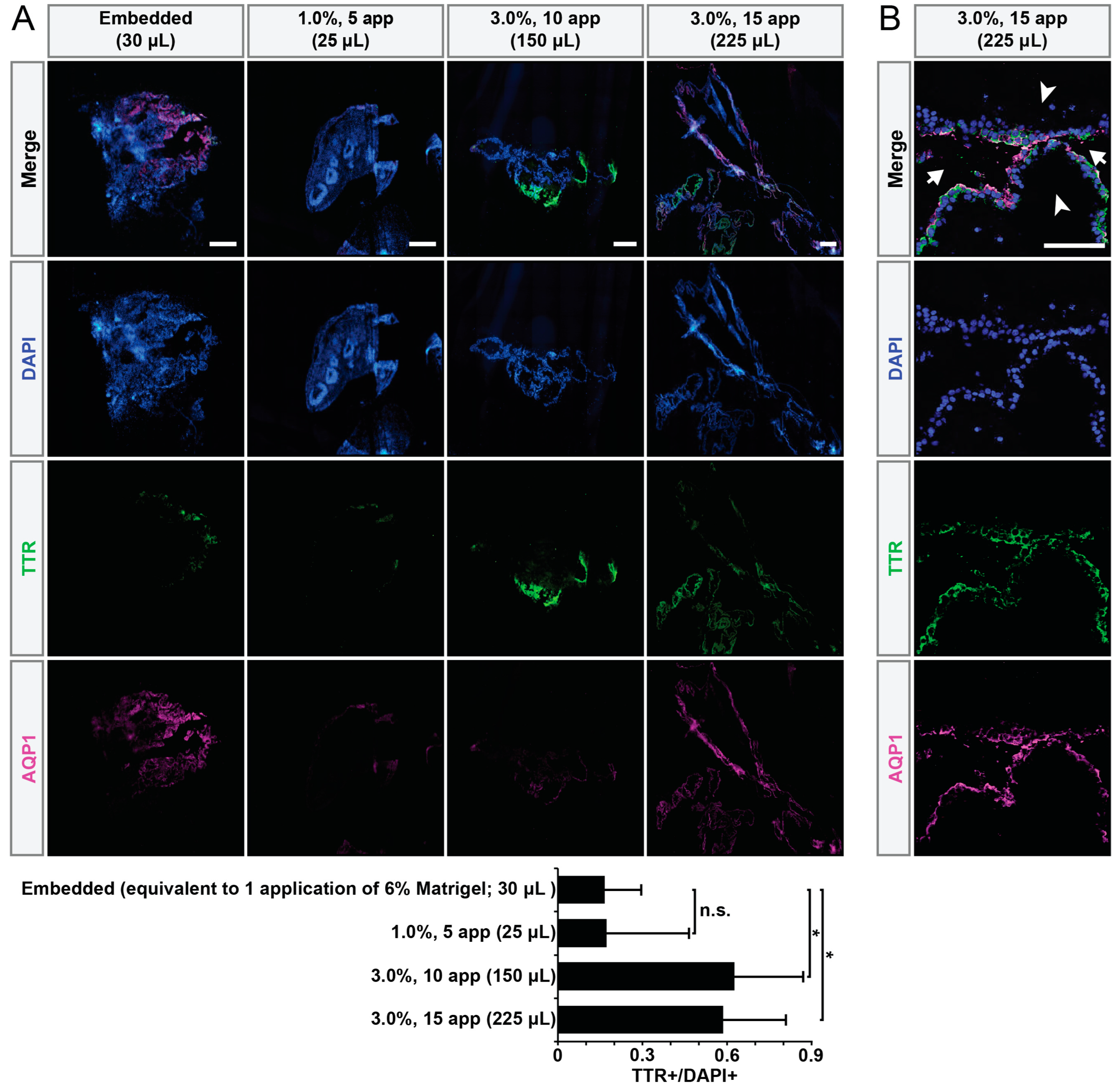 Organoids 02 00013 g003