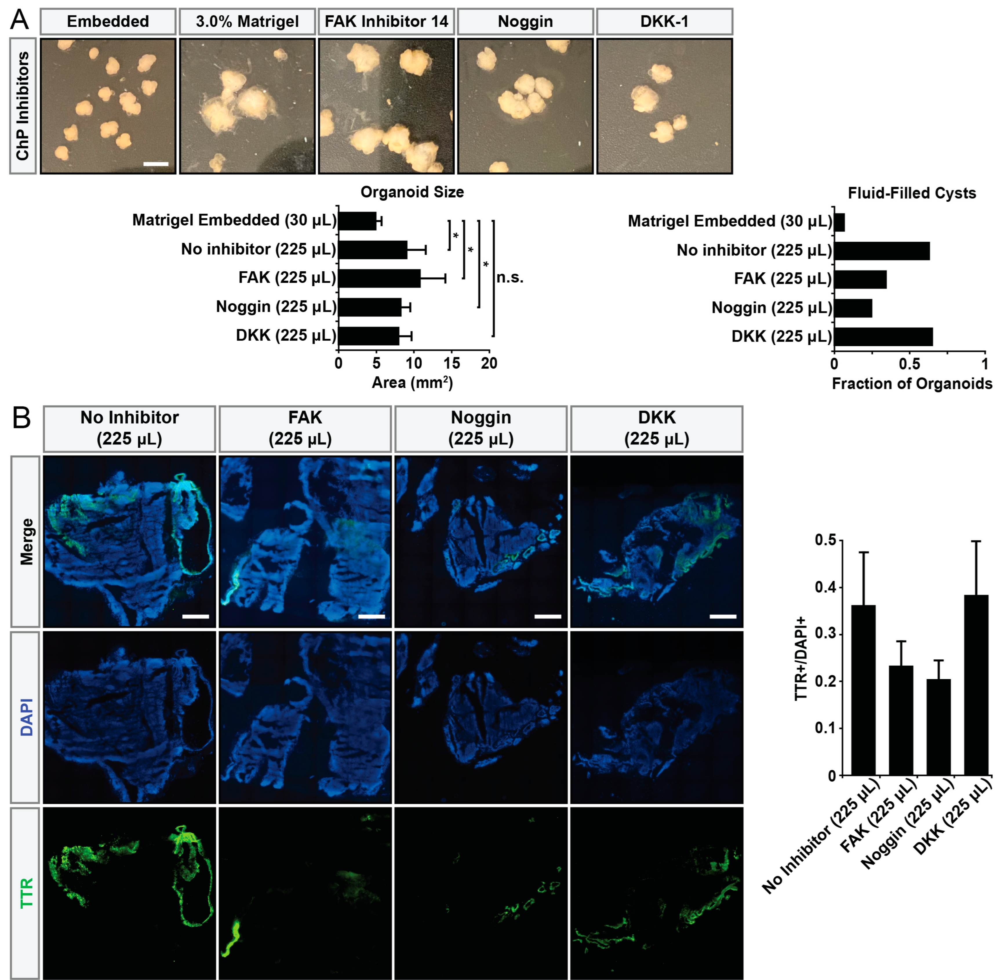 Organoids 02 00013 g004