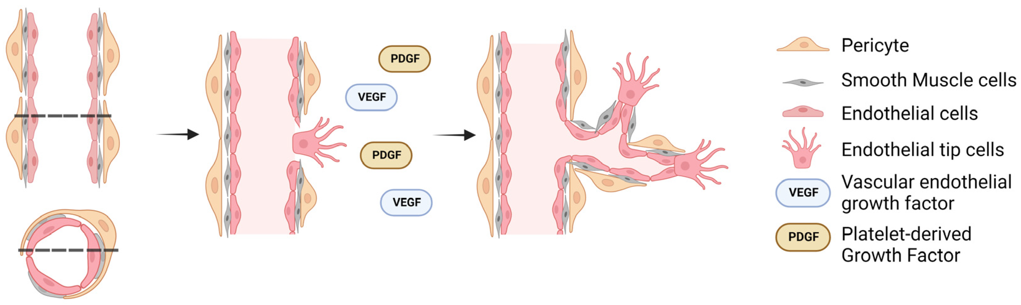 Organoids 02 00019 g001