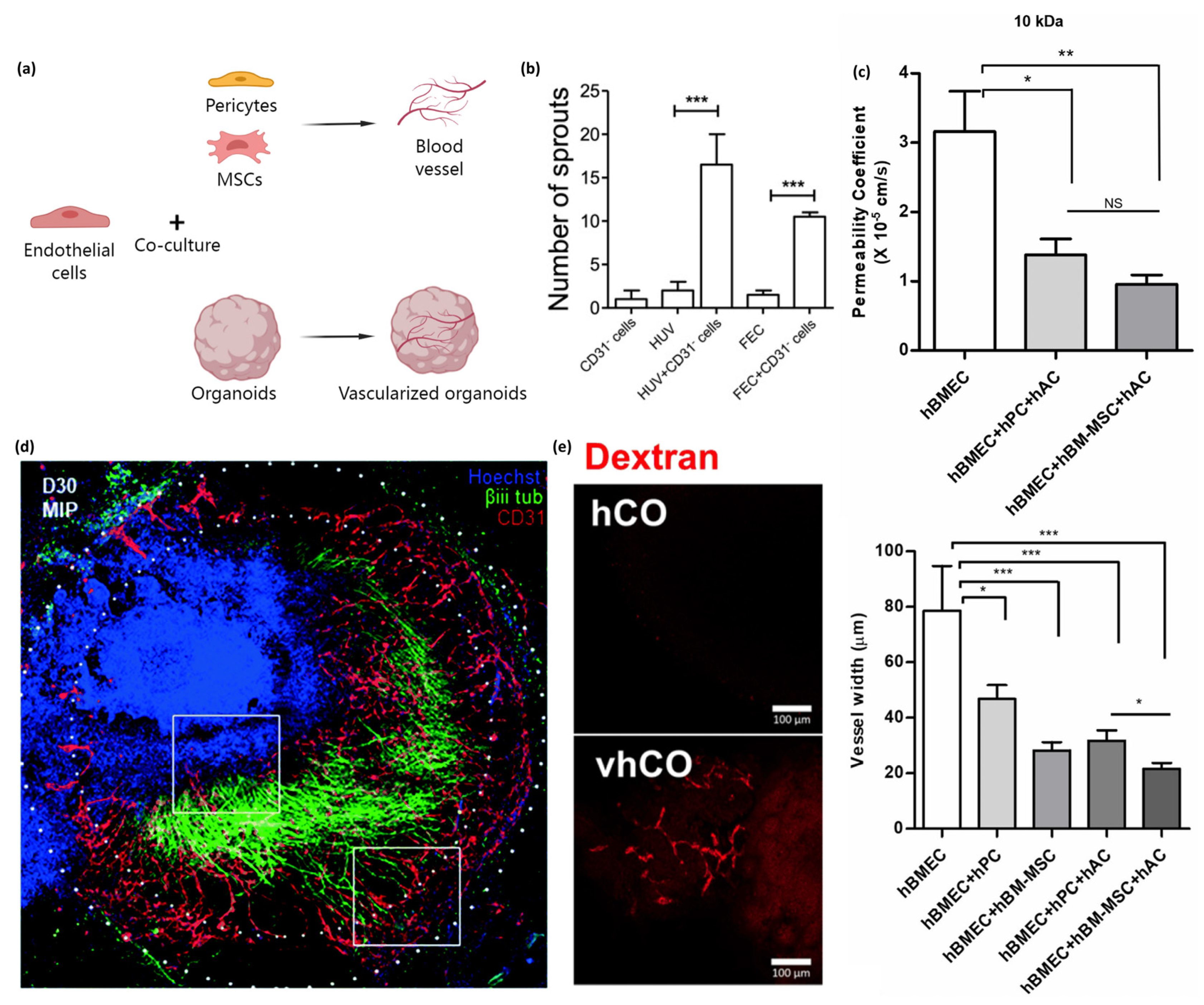Organoids 02 00019 g002