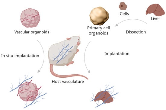 Organoids 02 00019 g003