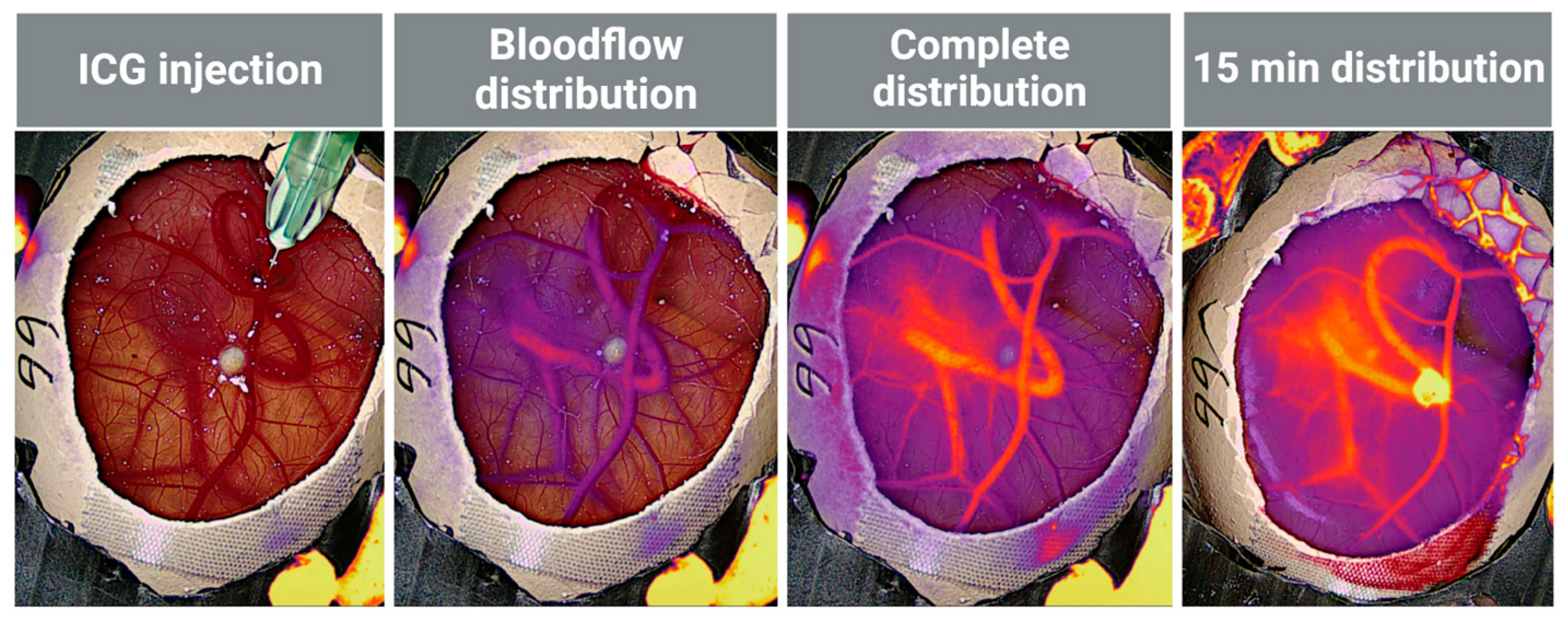 Organoids 03 00001 g002