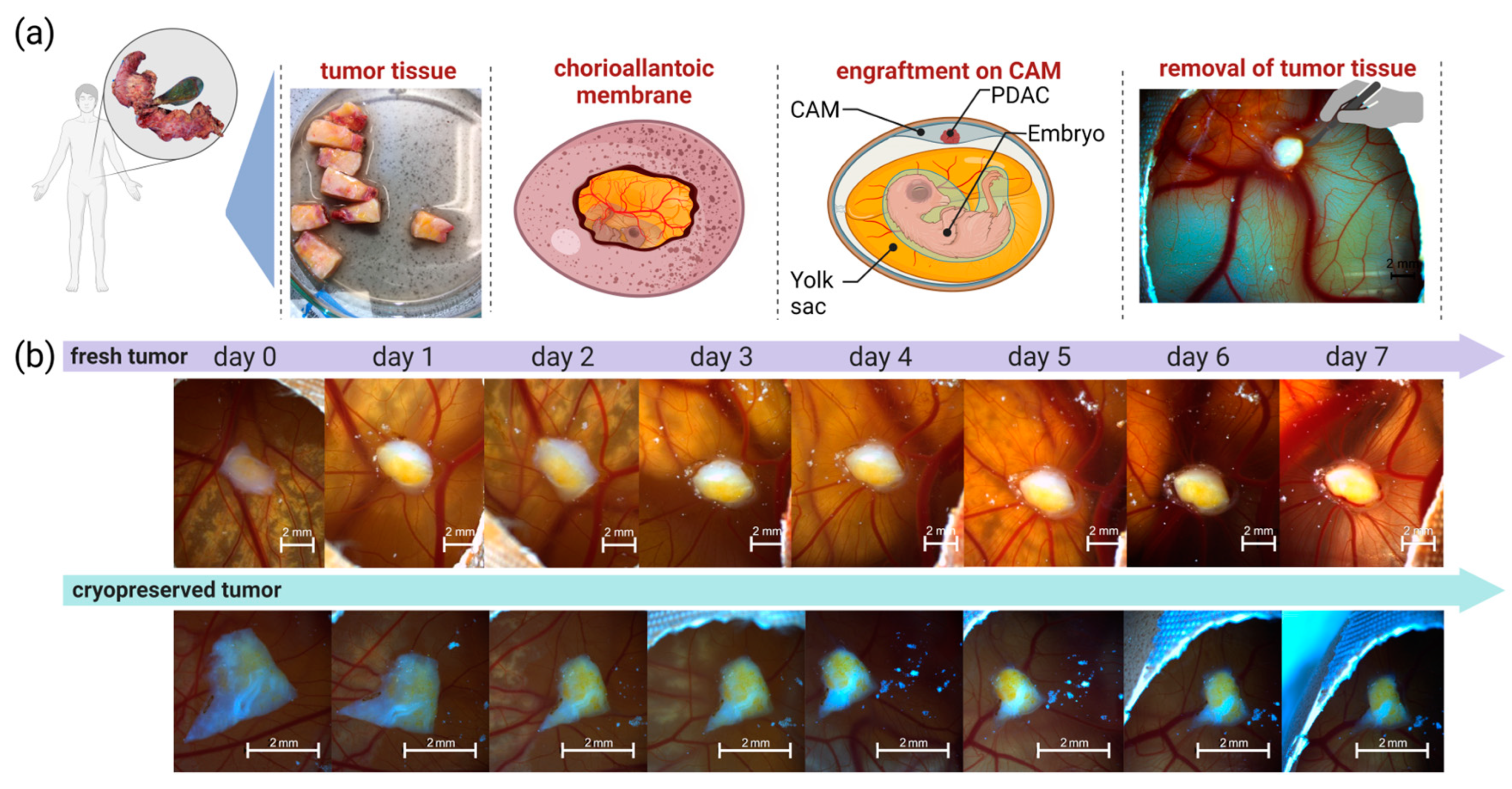 Organoids 03 00001 g003
