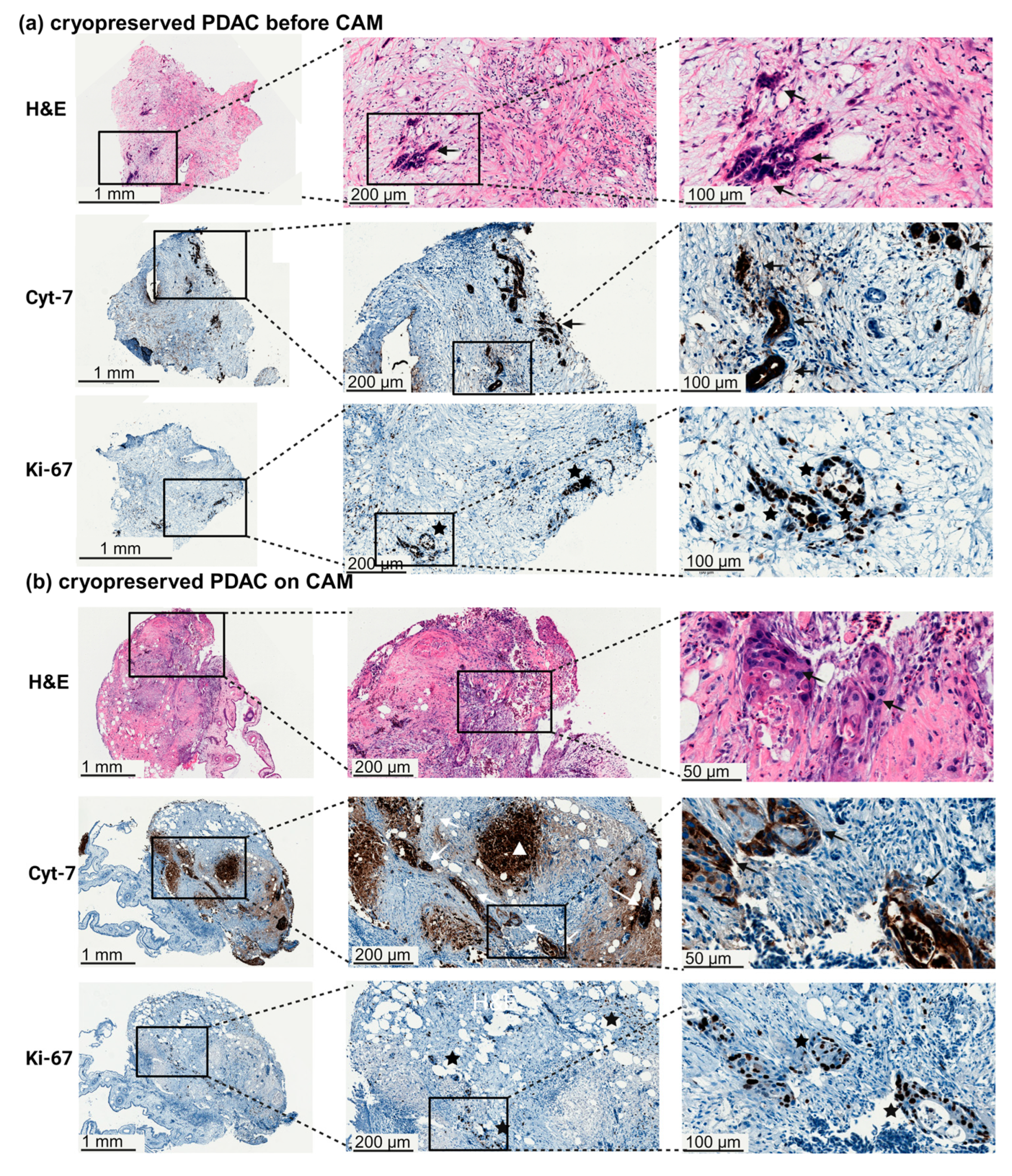 Organoids 03 00001 g005