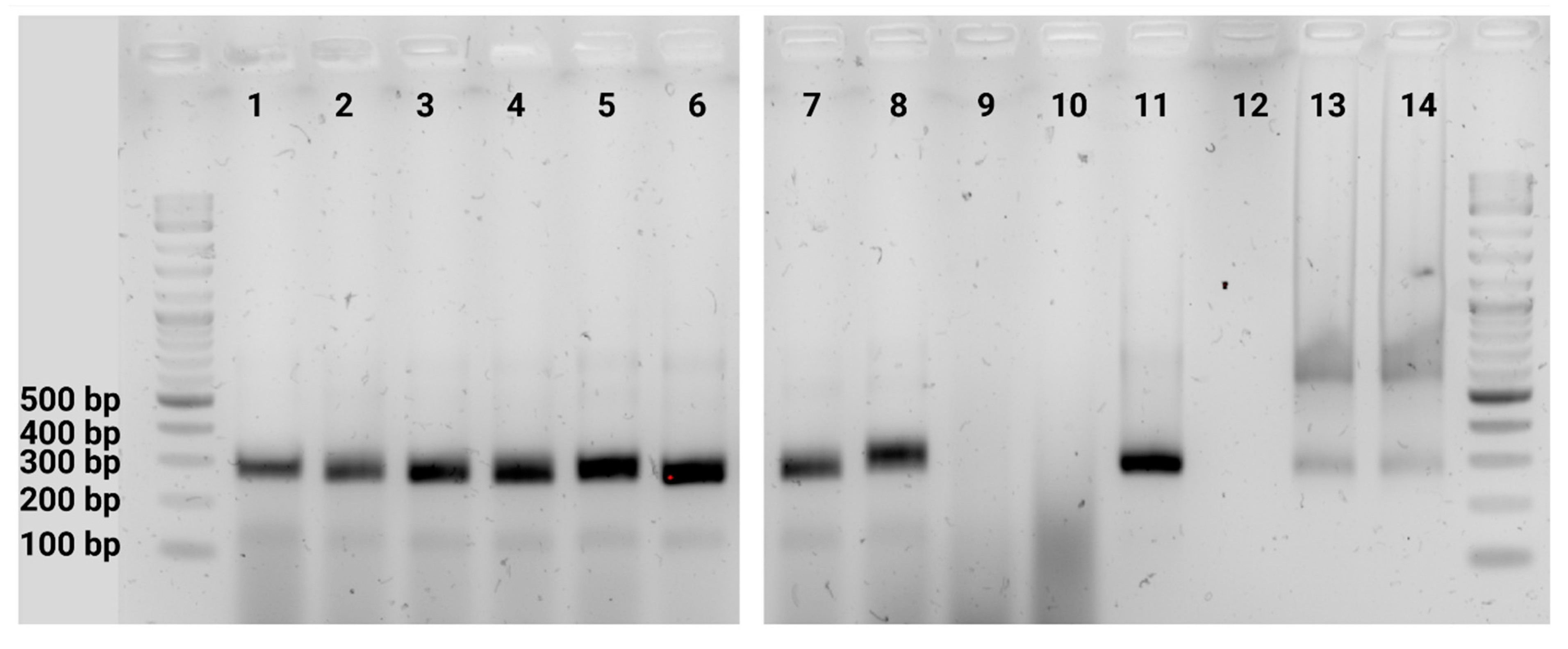 Organoids 03 00001 g007