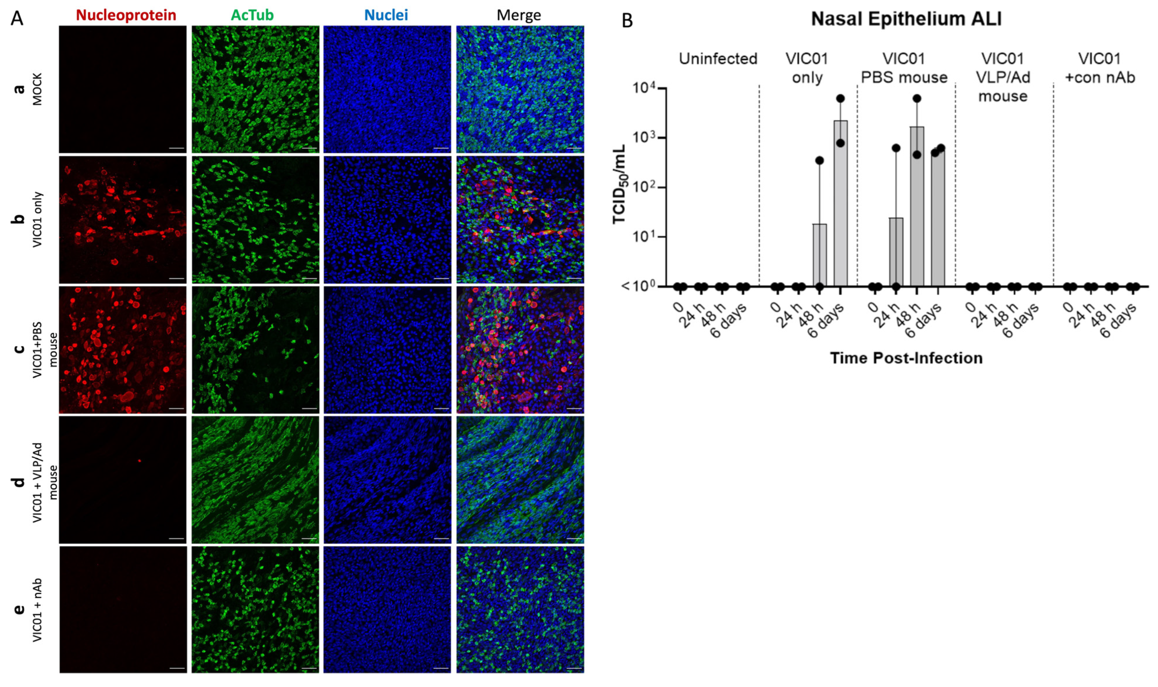 Organoids 03 00002 g003