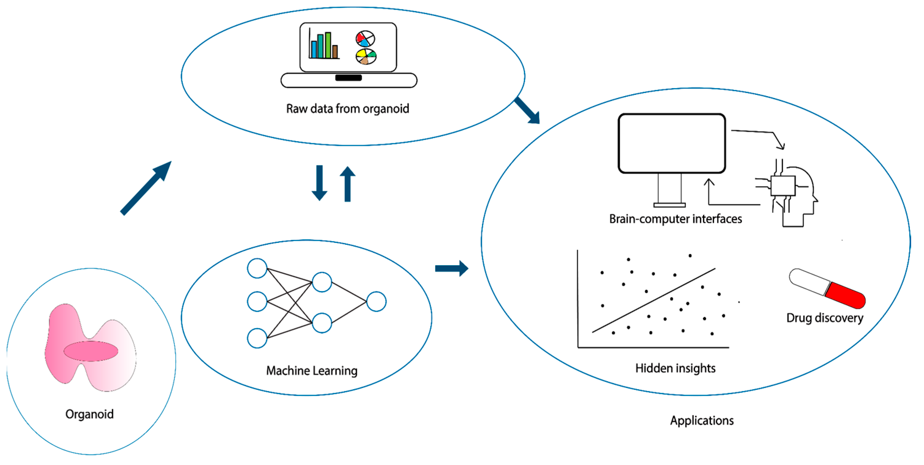 Organoids 03 00007 g003