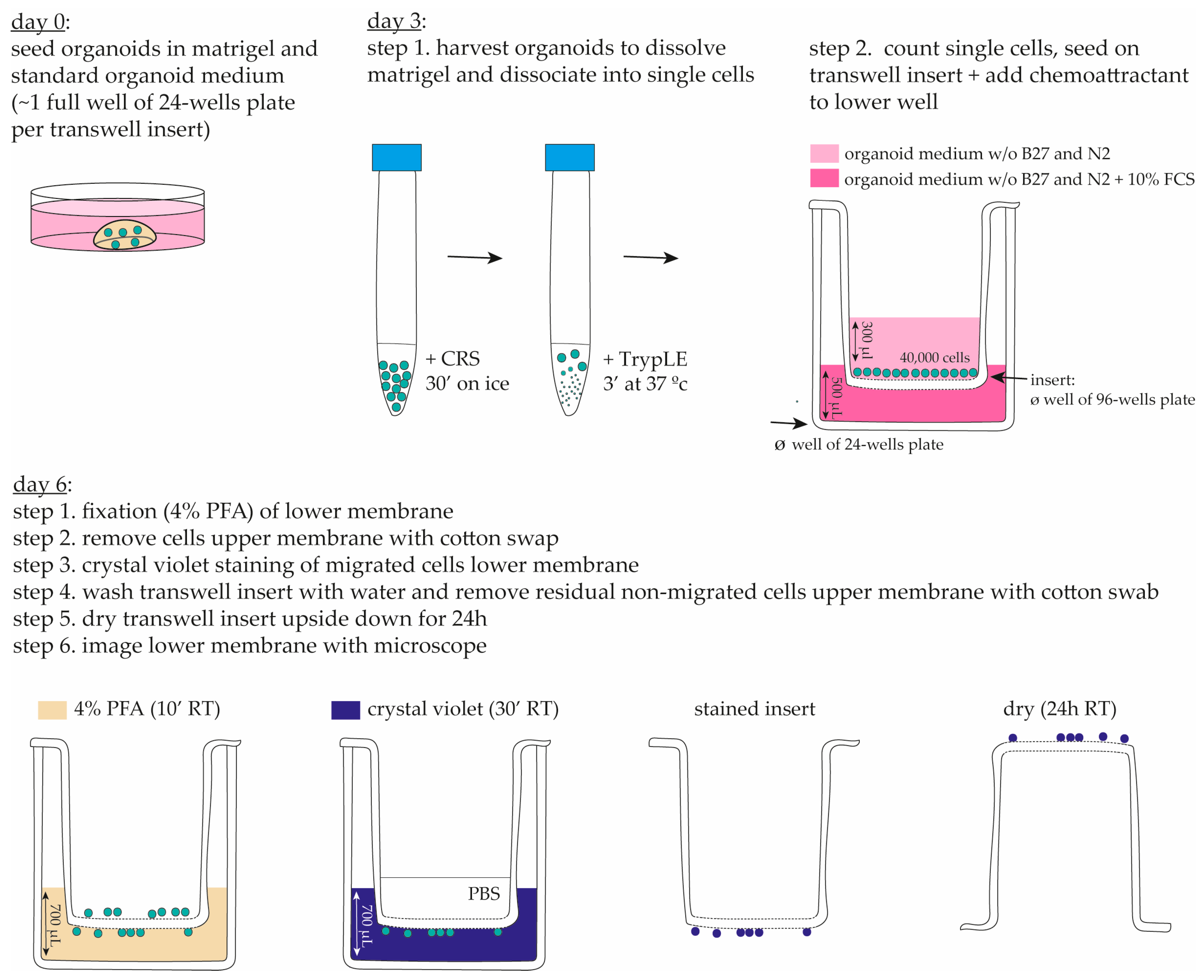 Organoids 03 00013 g001