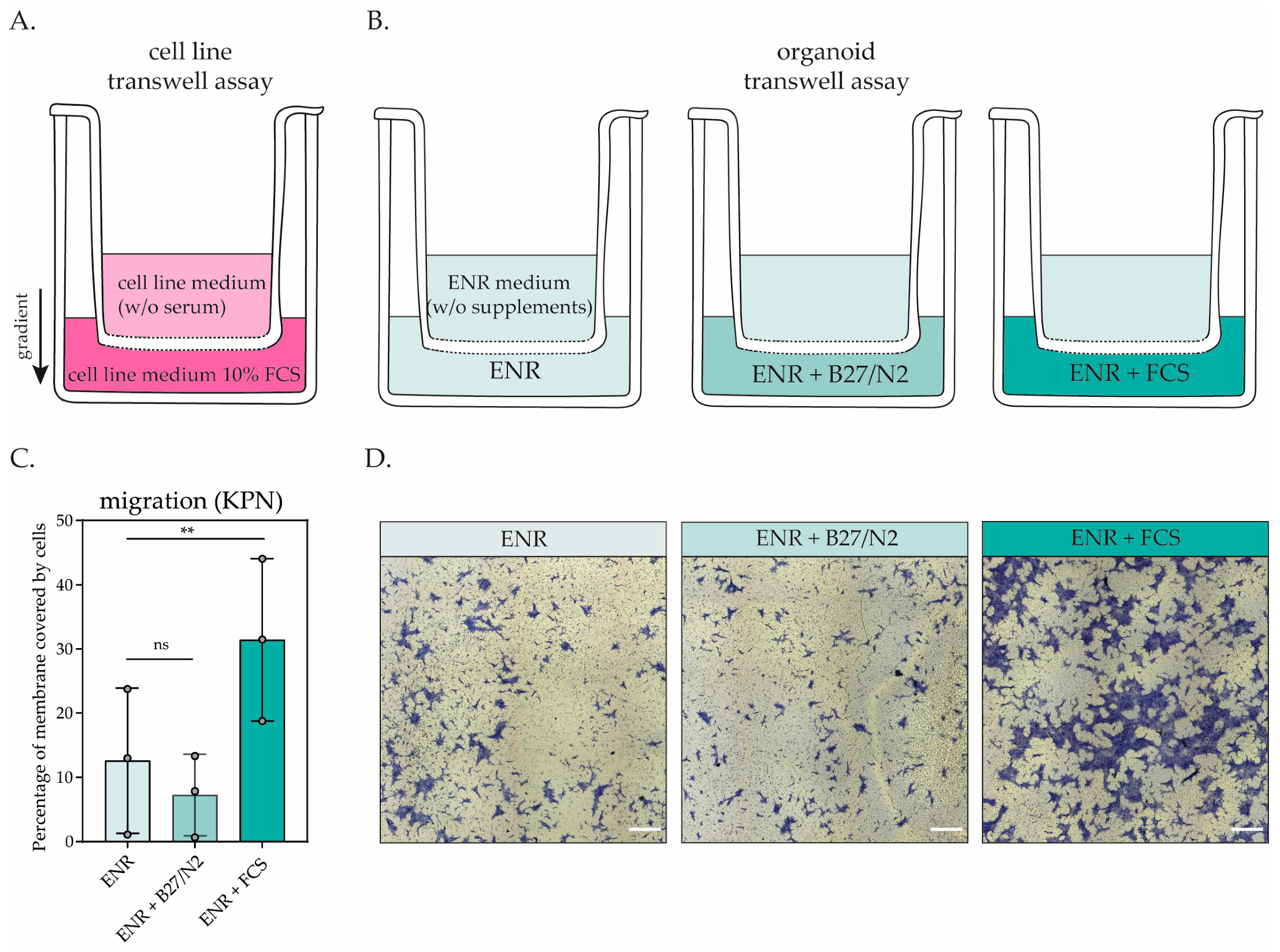 Organoids 03 00013 g002