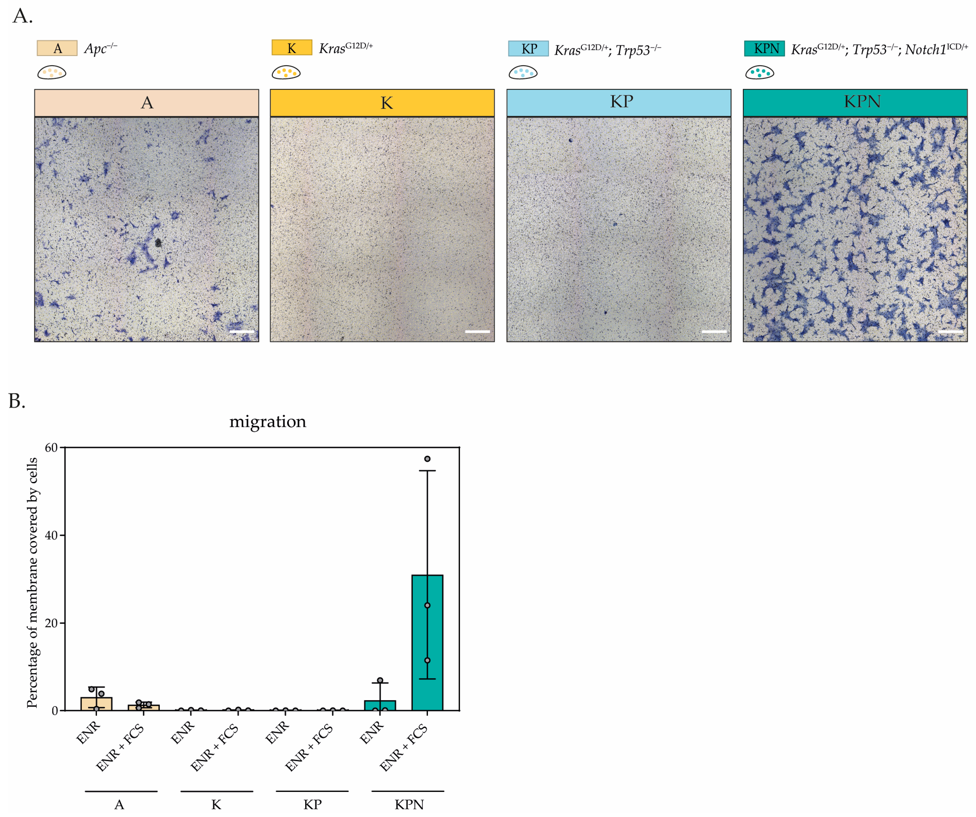 Organoids 03 00013 g003