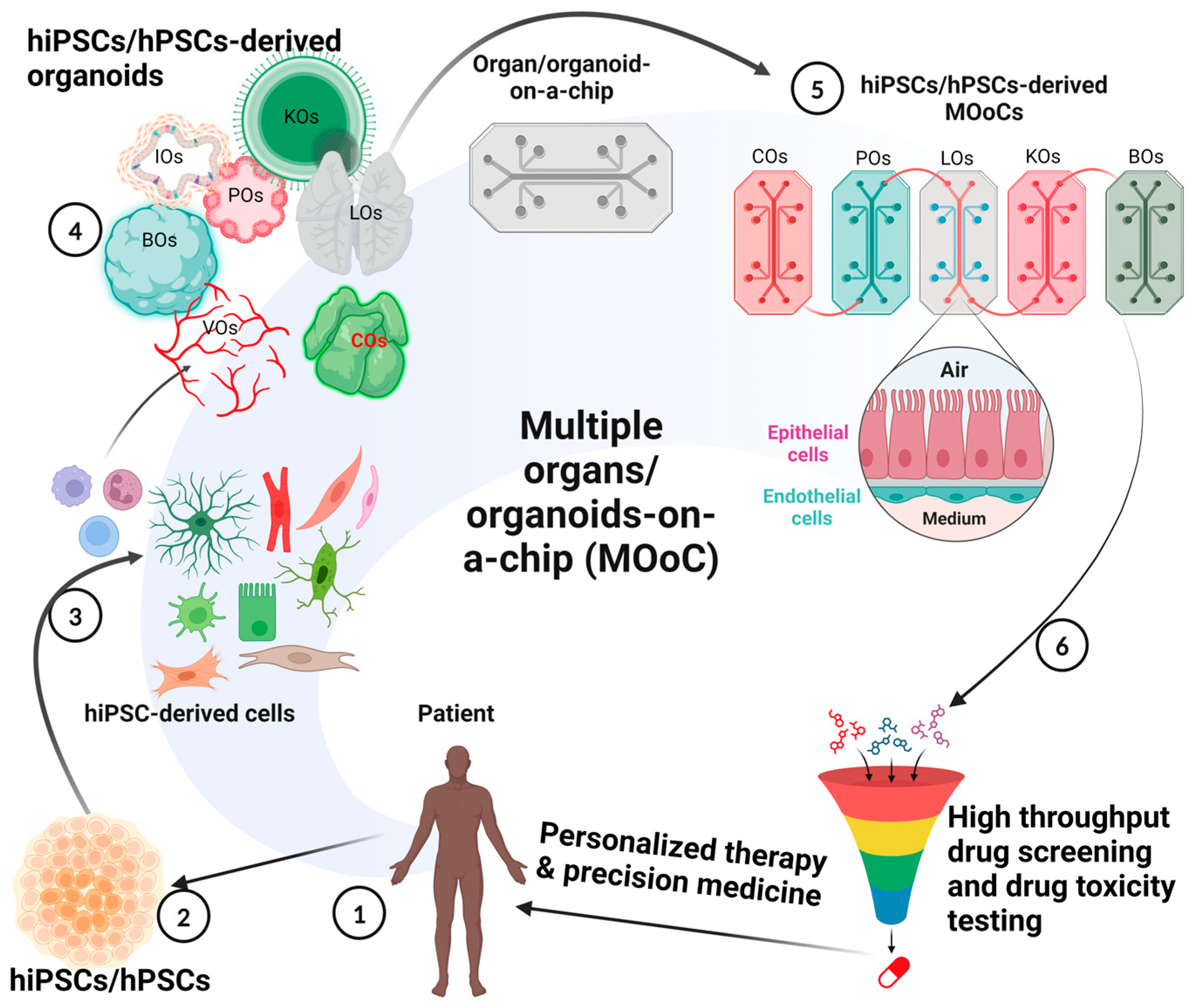 Organoids 03 00014 g005